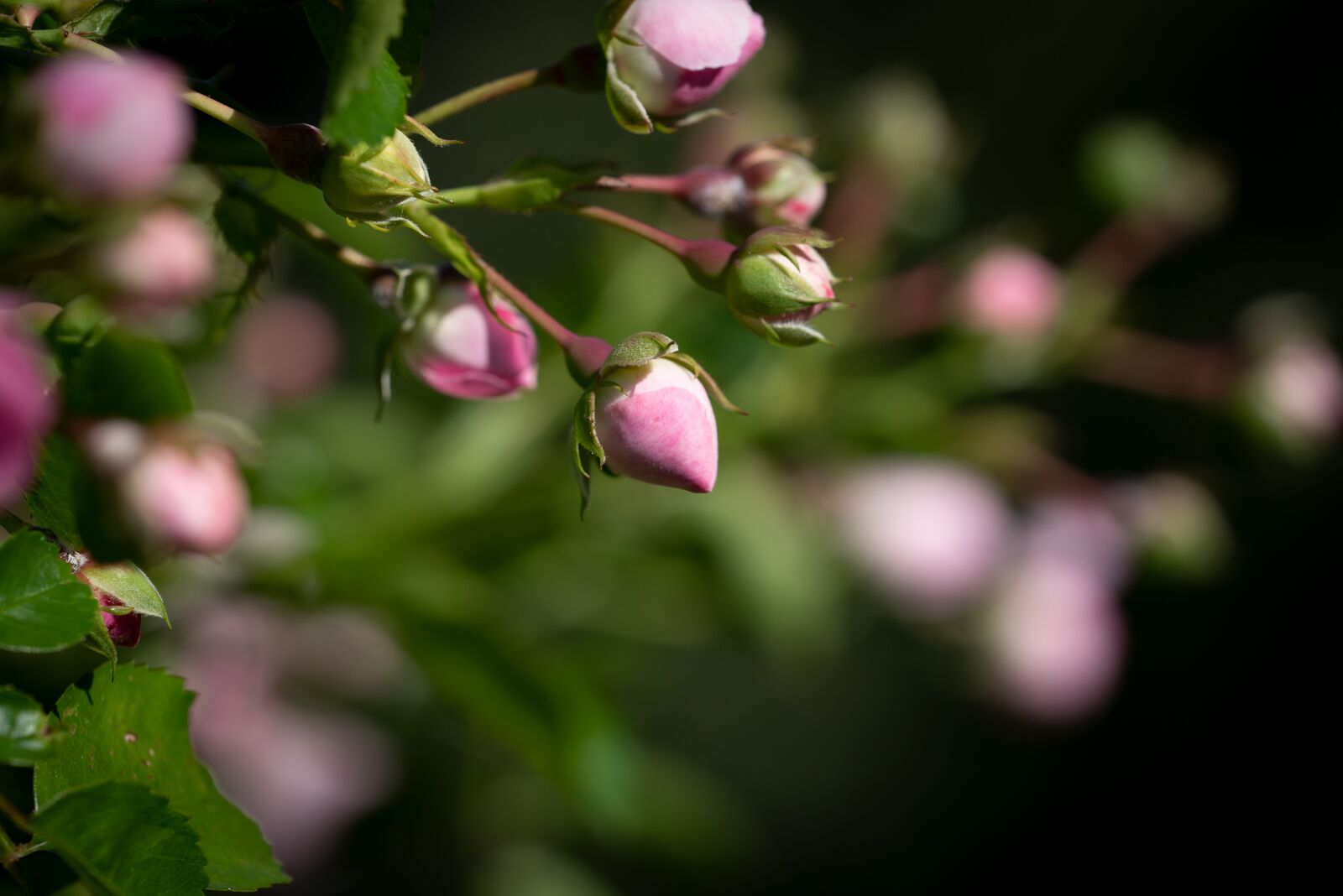 Nikon D750 sample photo. Roses, bud, flowers photography