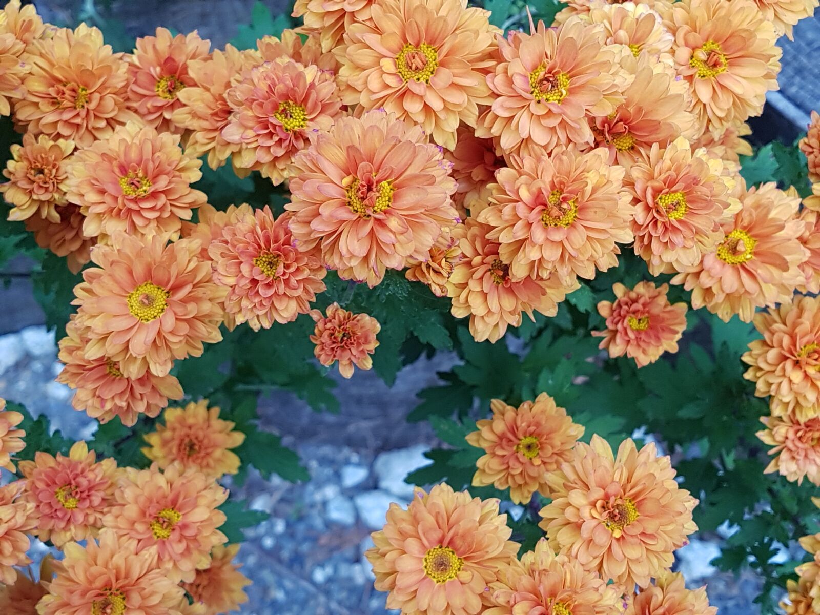 Samsung Galaxy S7 sample photo. Fall flowers, chrysanthemum, flower photography
