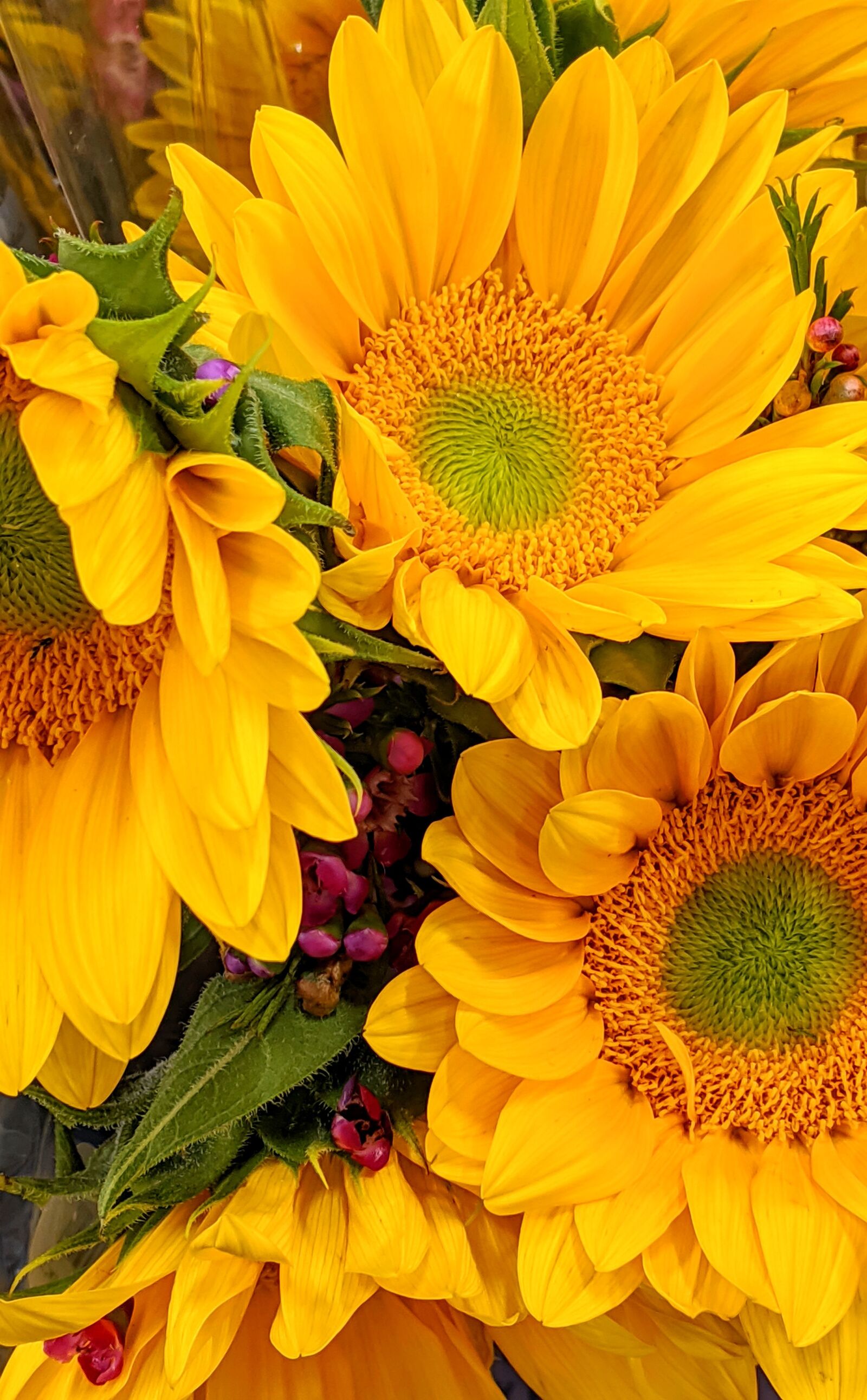 Google Pixel 3 XL sample photo. Sunflower, flower, spring photography