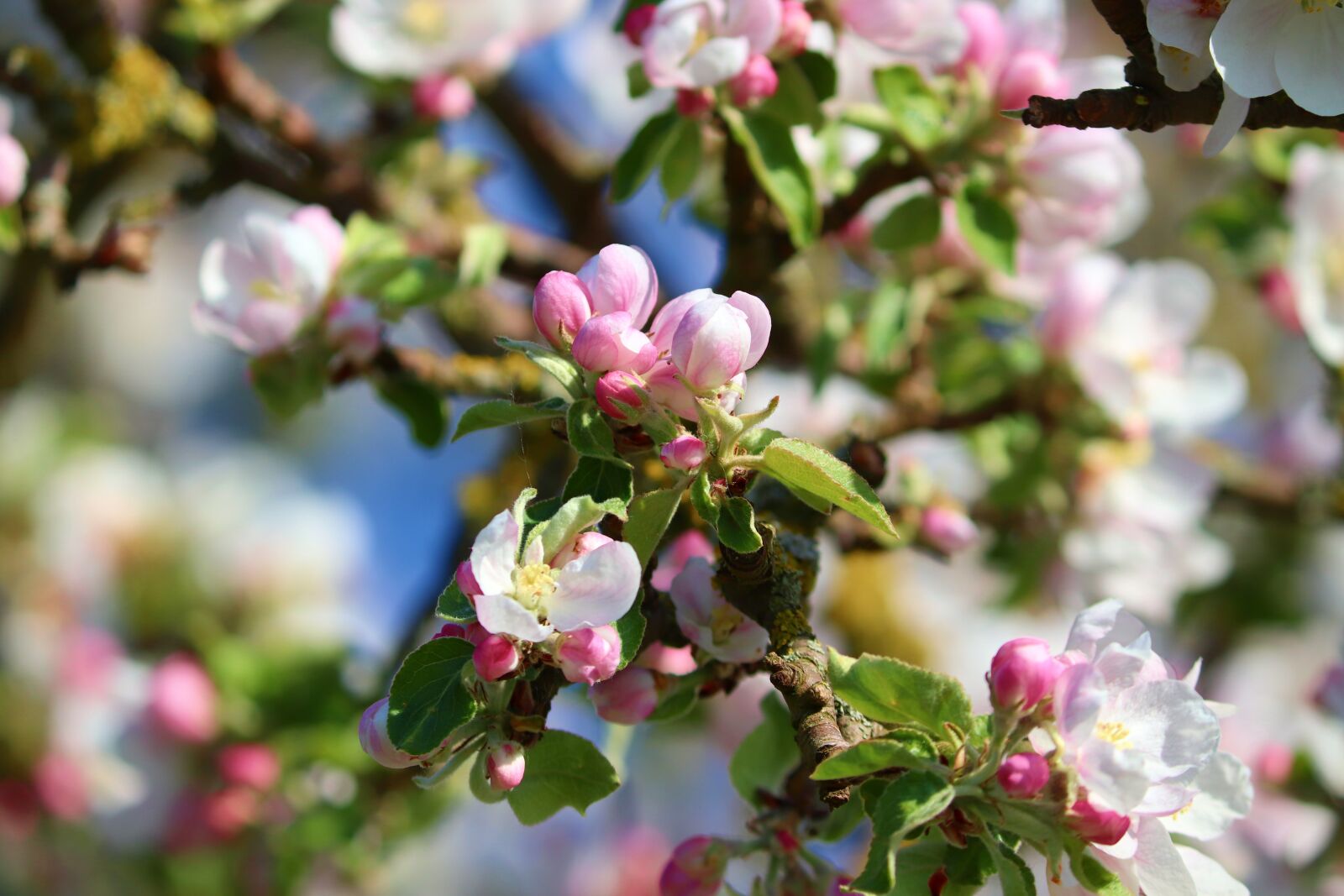 Canon EOS 200D (EOS Rebel SL2 / EOS Kiss X9) sample photo. Apple blossom, apple tree photography