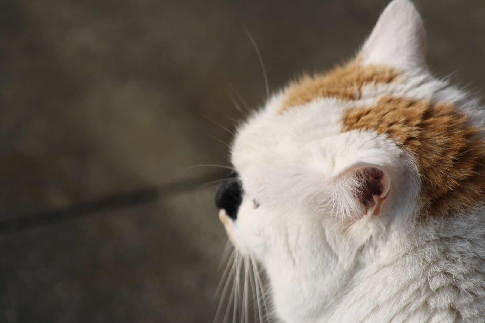 Canon EOS 1000D (EOS Digital Rebel XS / EOS Kiss F) sample photo. Cat, view, close up photography