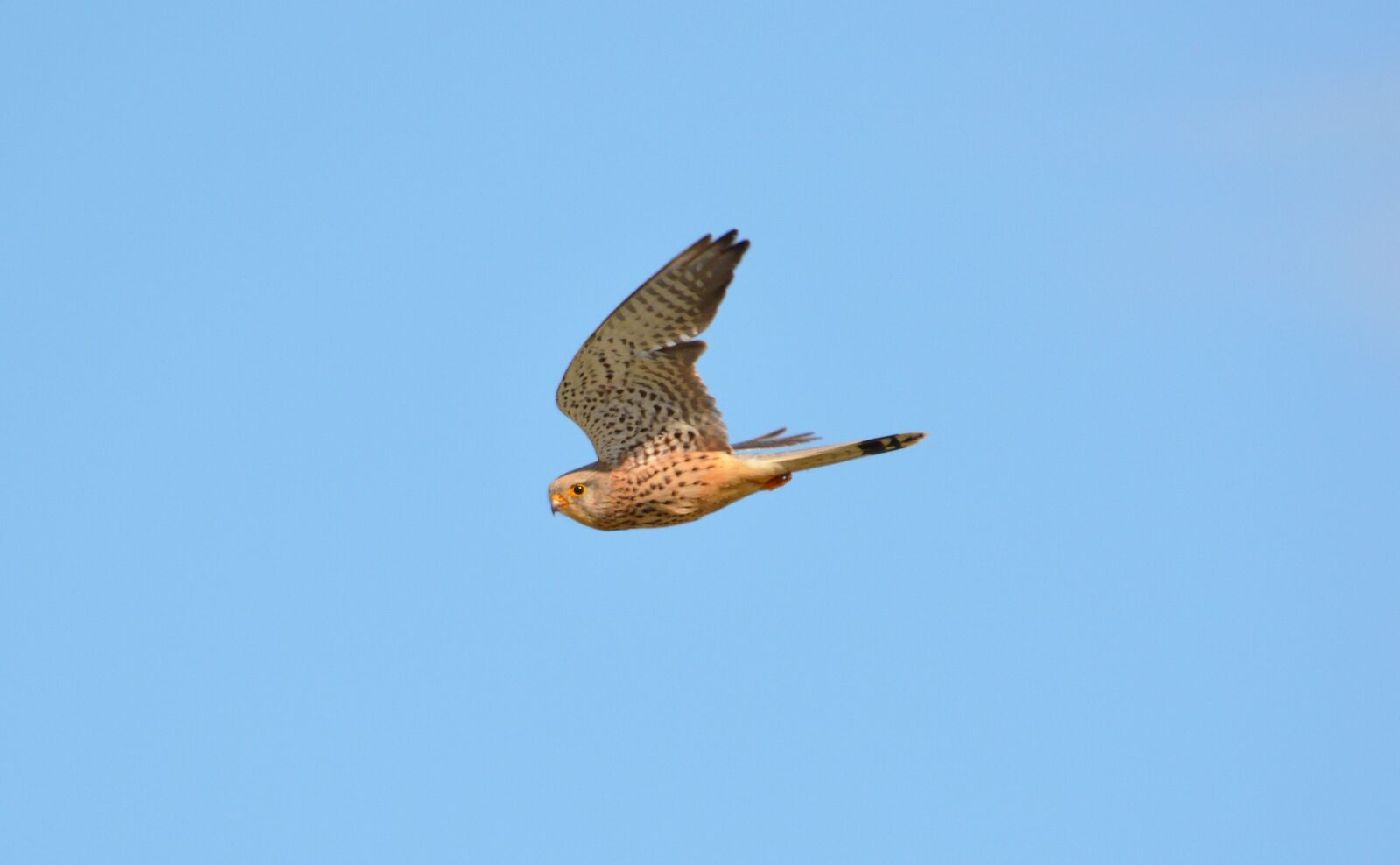 Nikon D5200 sample photo. Kestrel, bird of prey photography