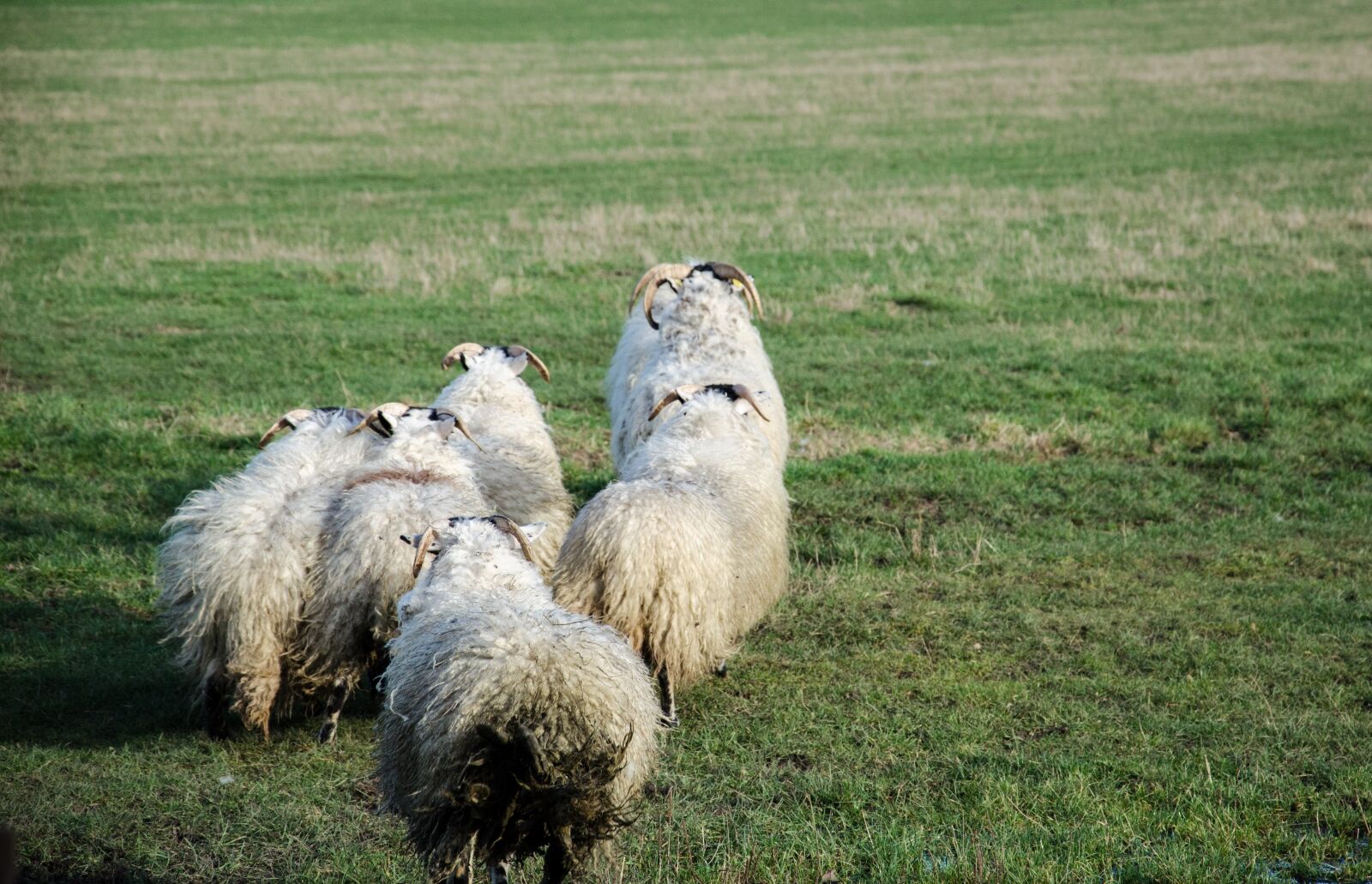 Nikon D5100 sample photo. Ireland, sheep, buck photography