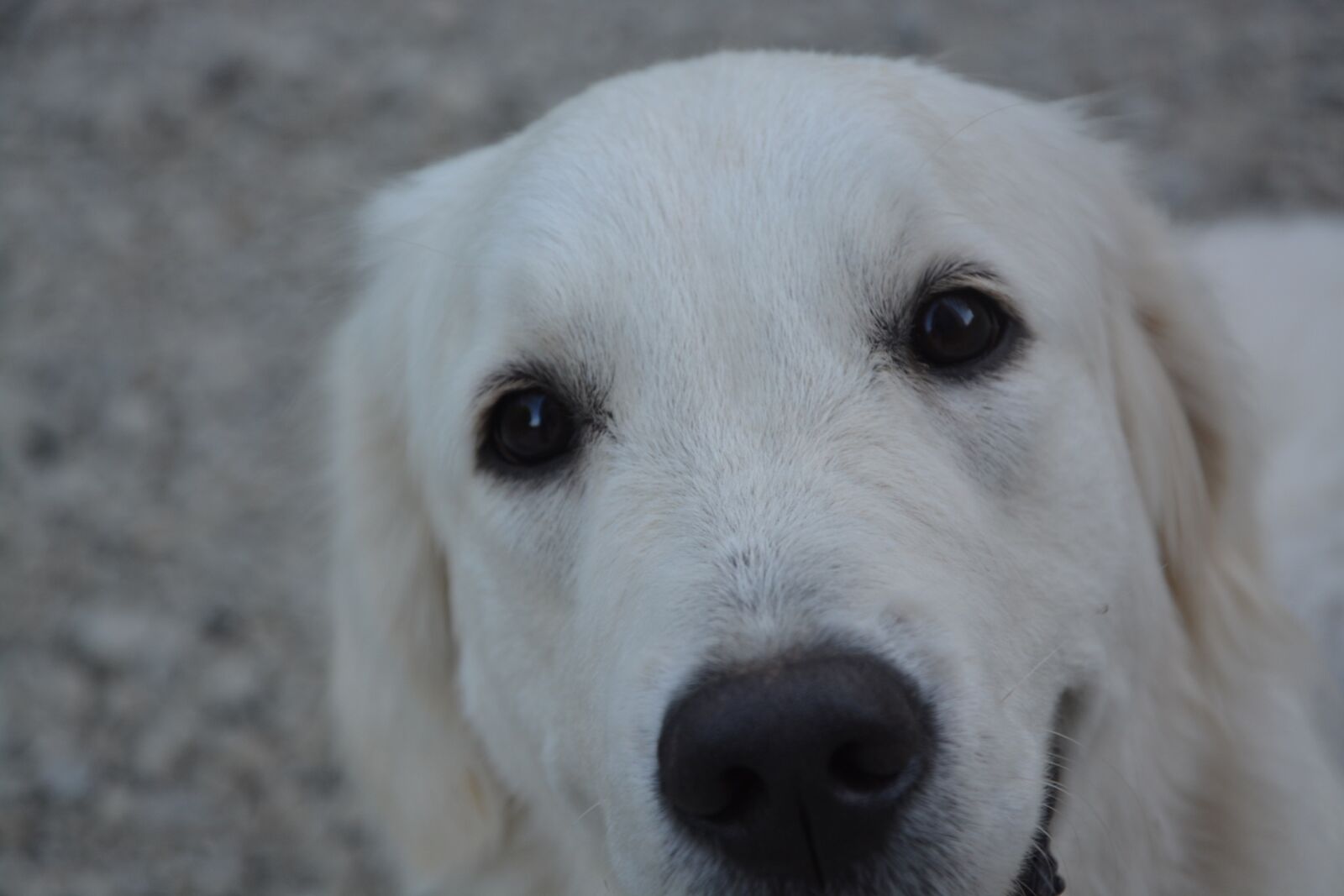 Nikon D5200 sample photo. Dog, golden retriever, female photography