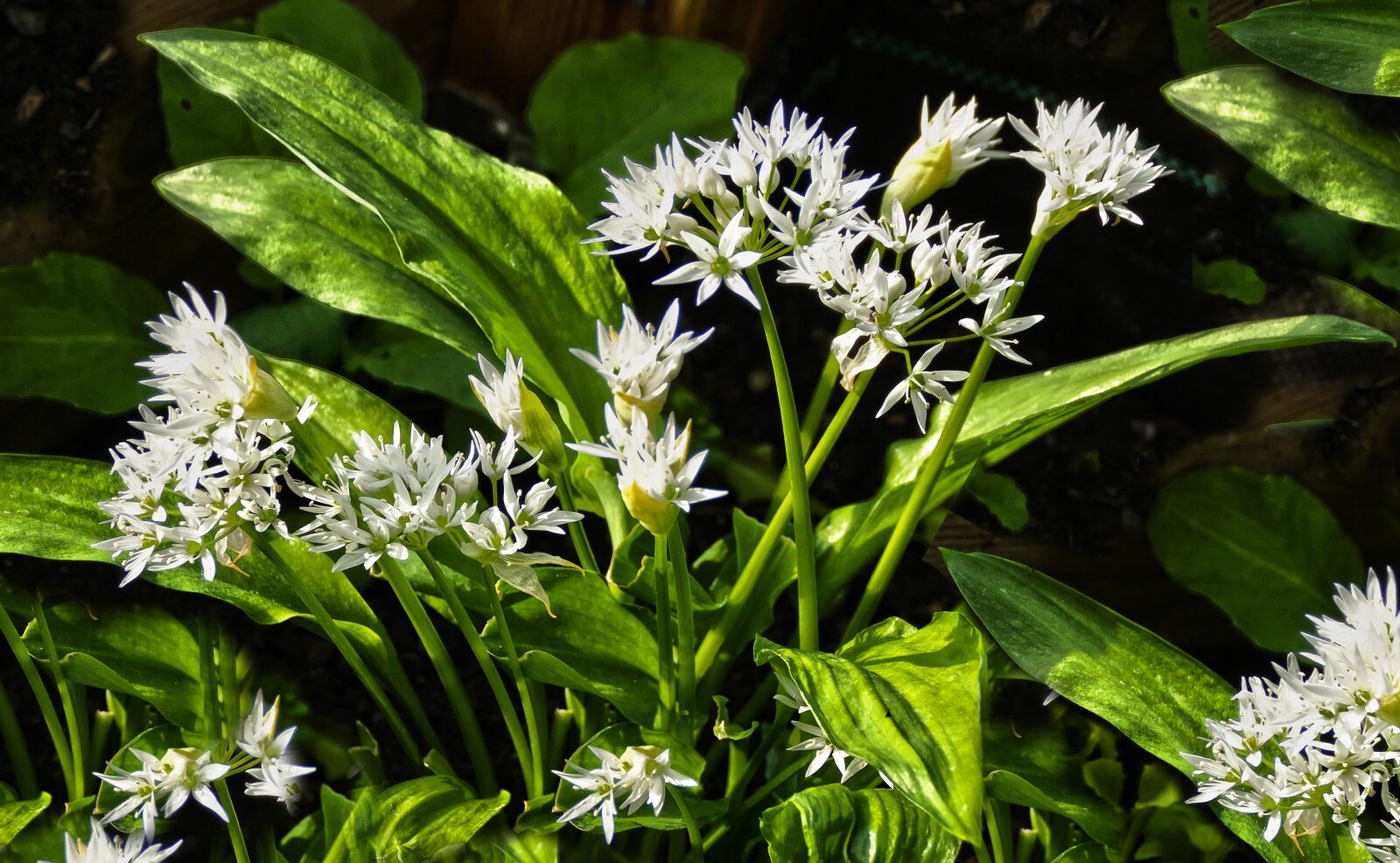 Panasonic Lumix DMC-FZ1000 sample photo. Bear's garlic, leaves, blossom photography