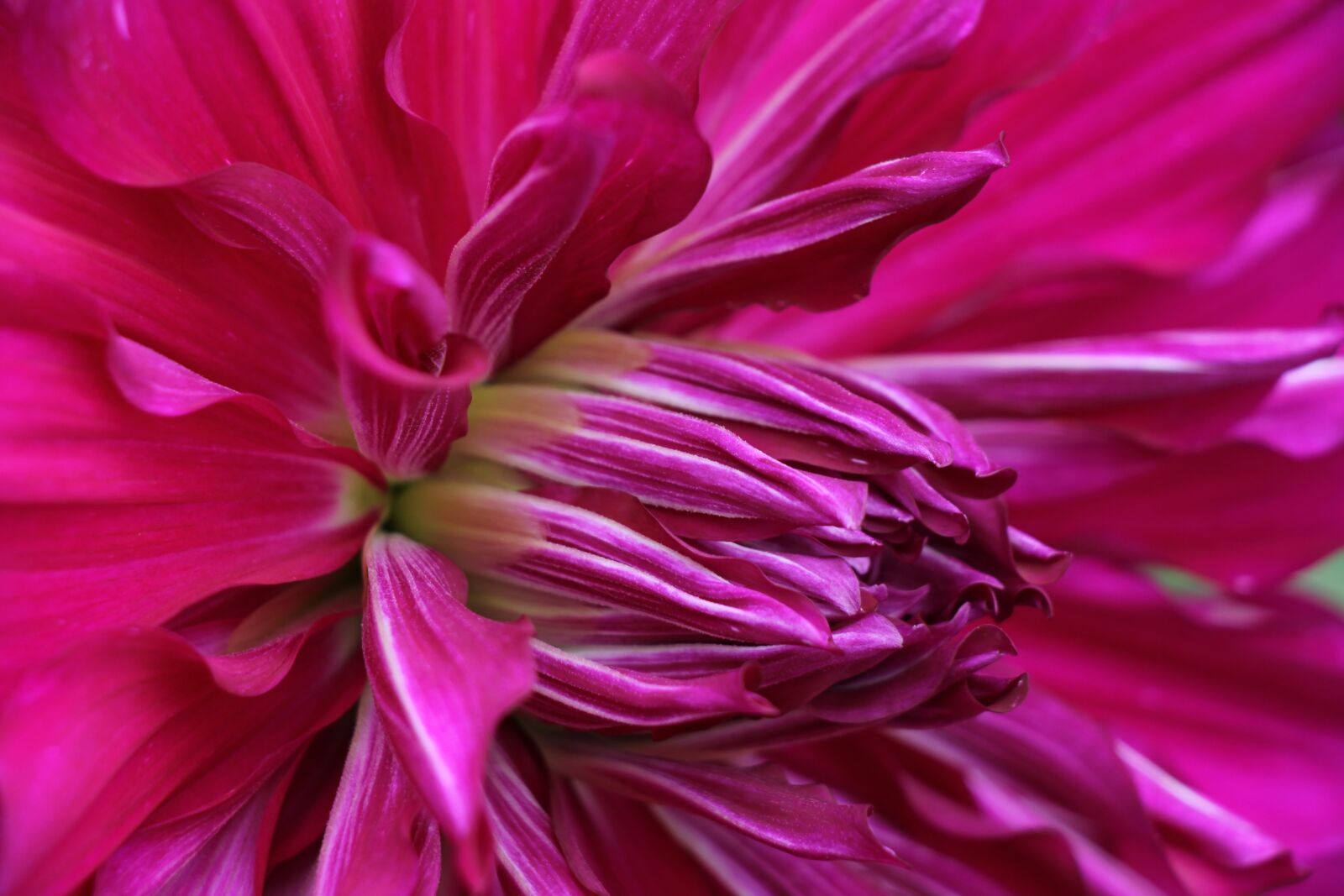 Canon EOS 60D sample photo. Flower, pink, red photography