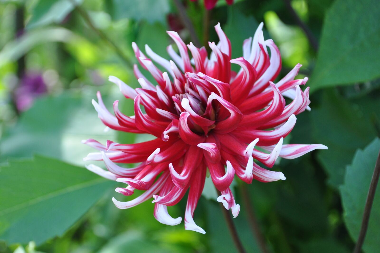 Nikon D90 sample photo. Dahlia, purple flower, bicolor photography