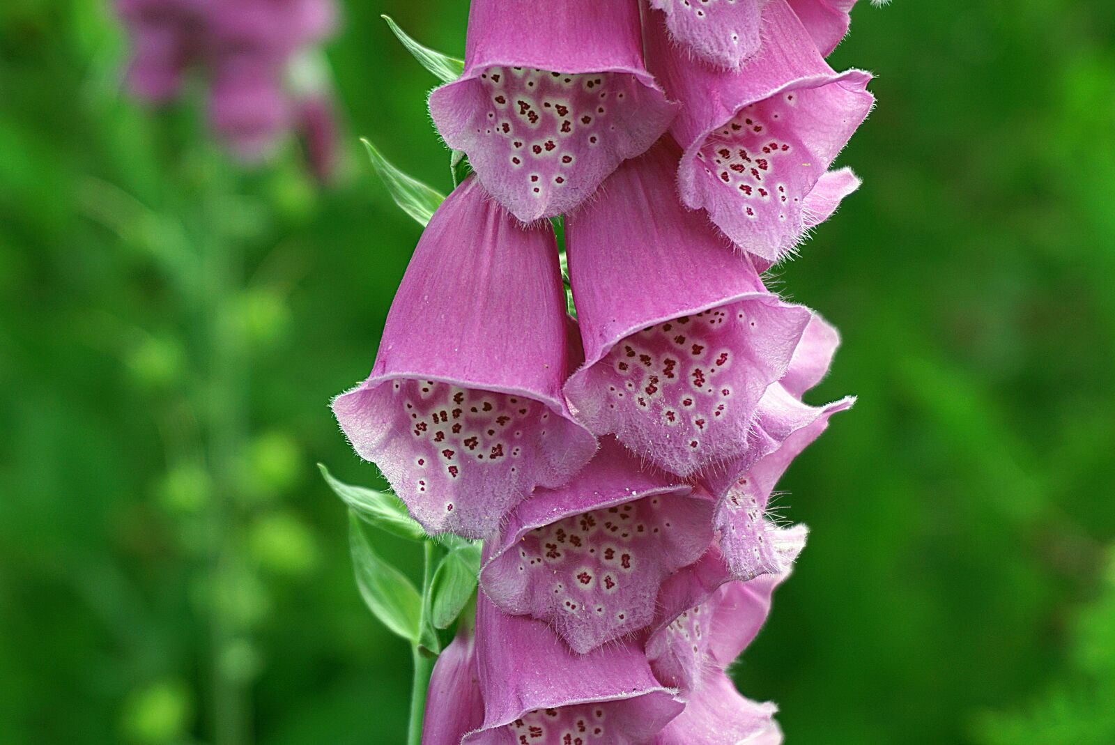 Sony a6000 sample photo. Digitalis purpurea, flower, coil photography