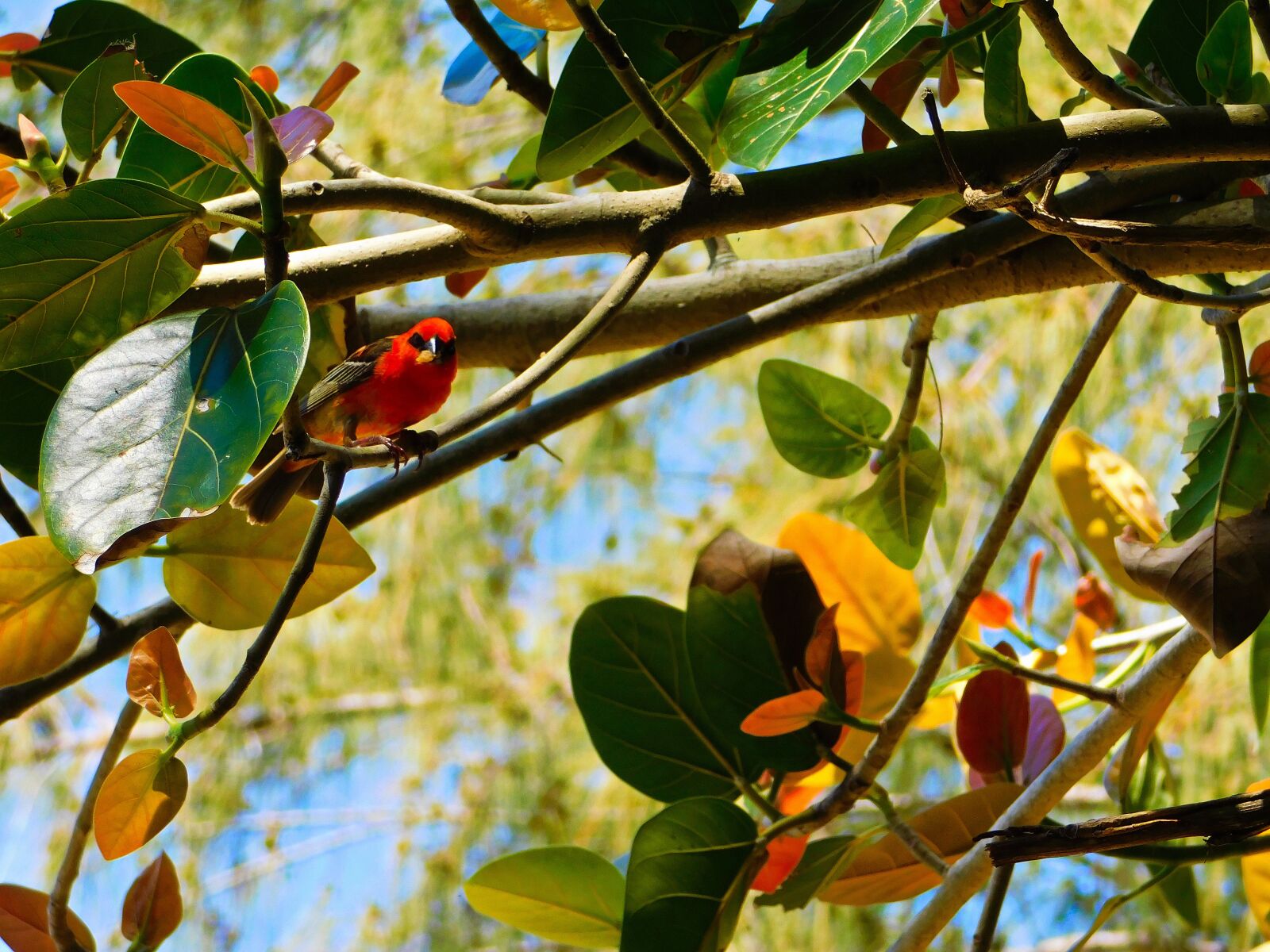 Nikon Coolpix B500 sample photo. Red bird, leaves, nature photography