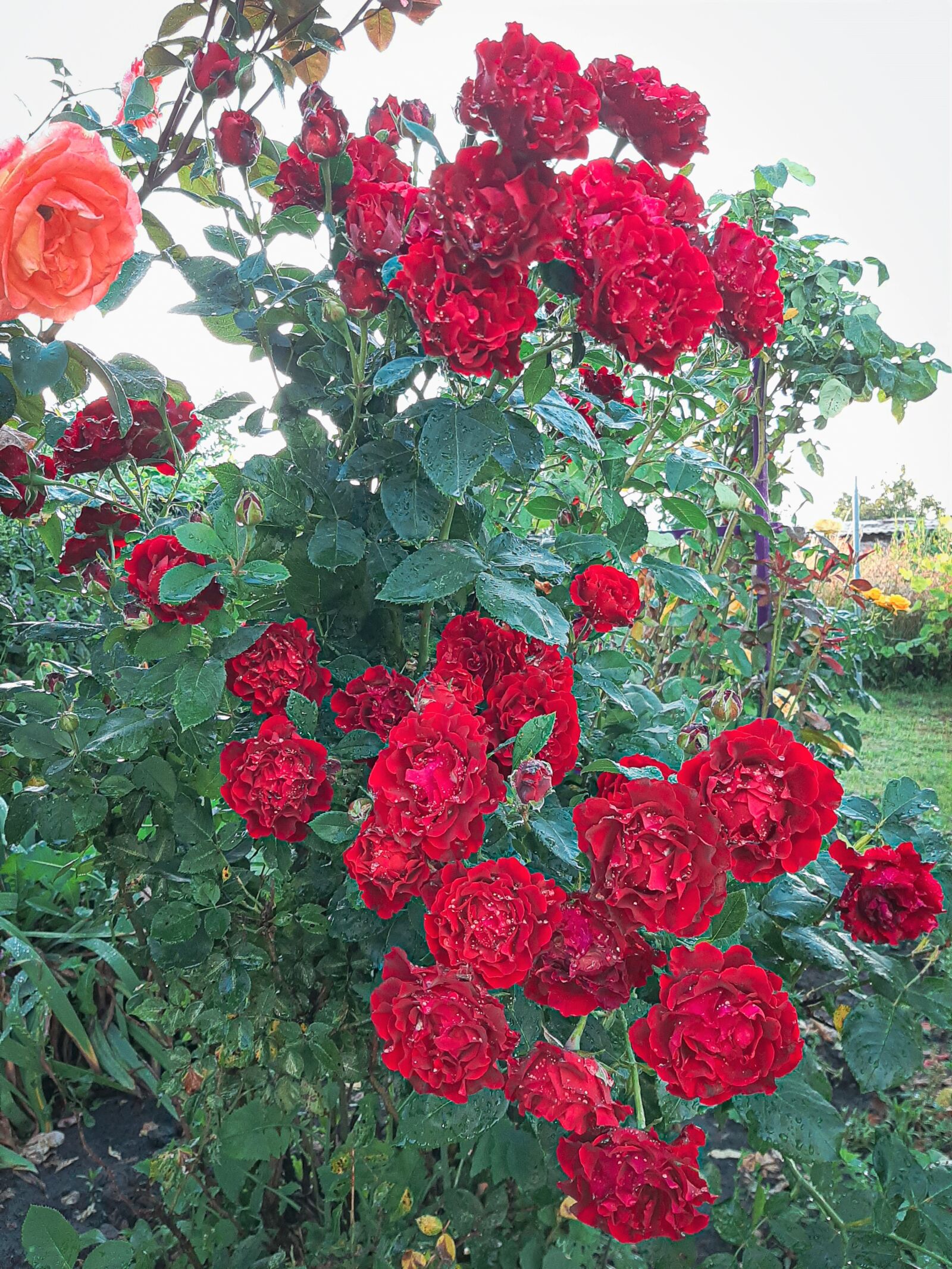 Samsung Galaxy A50 sample photo. Roses, garden, mood photography
