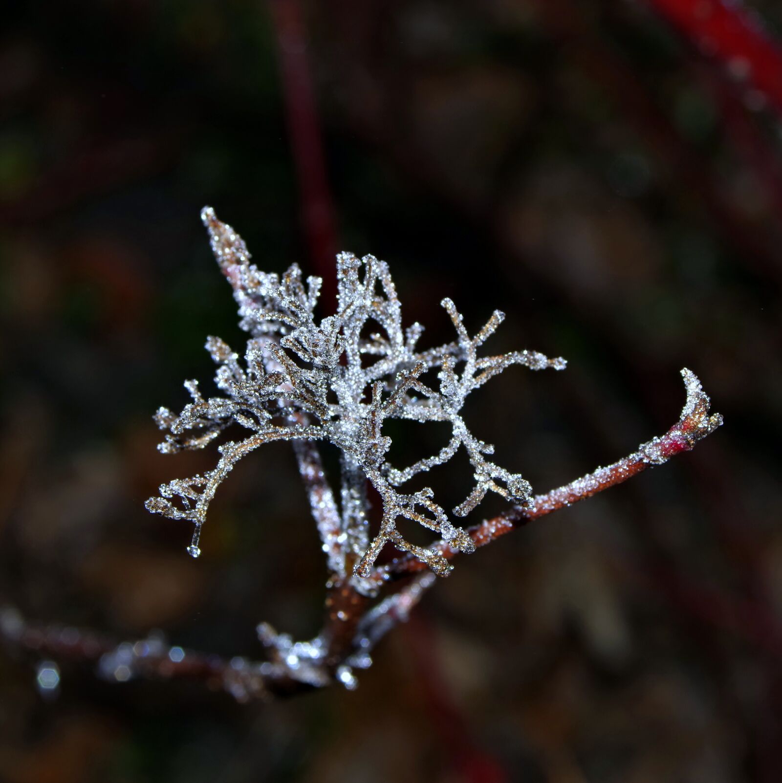 Pentax K-S2 sample photo. Spruce, cobweb, ice photography