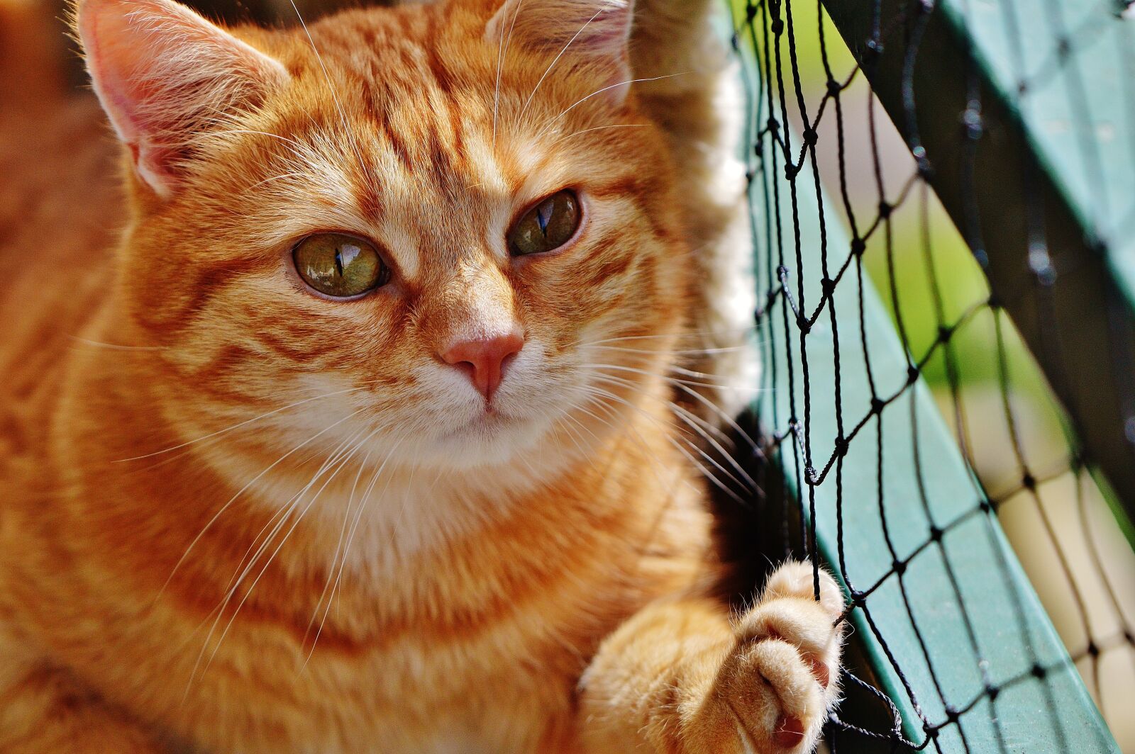 Nikon D3200 sample photo. Cat, red, cute photography