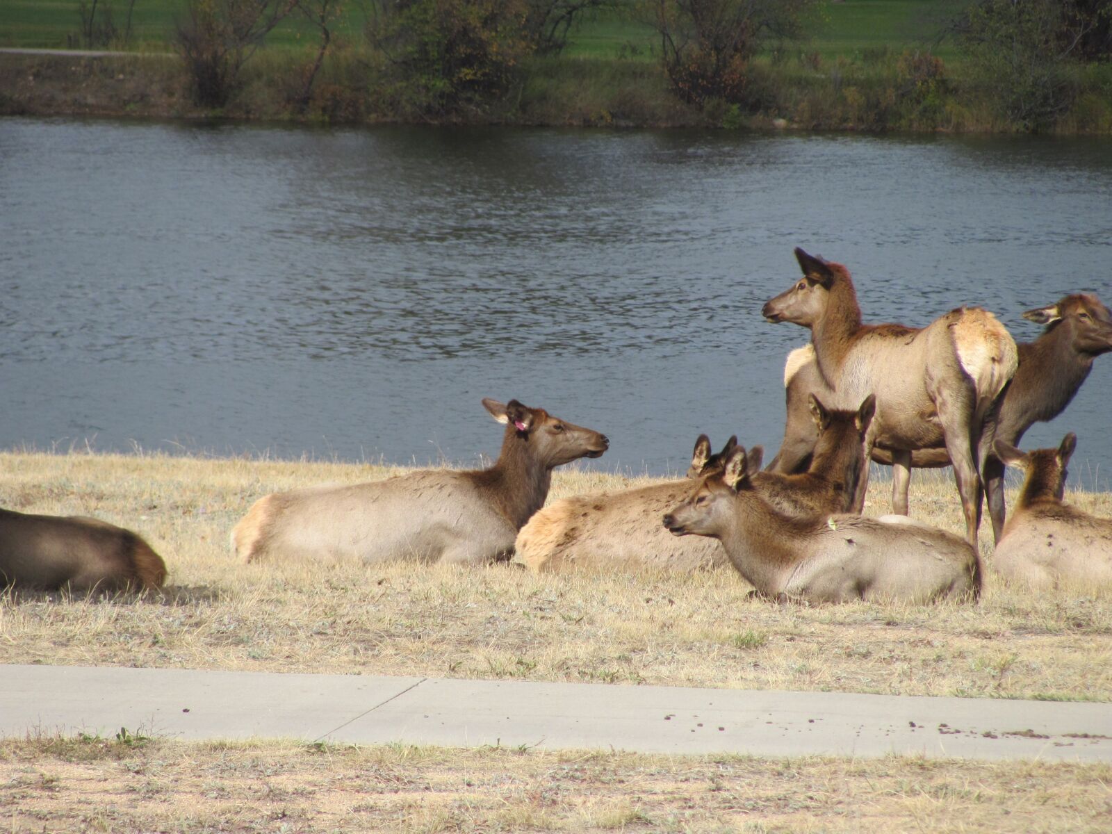 Canon PowerShot SX120 IS sample photo. Elk, waterfront, animal photography