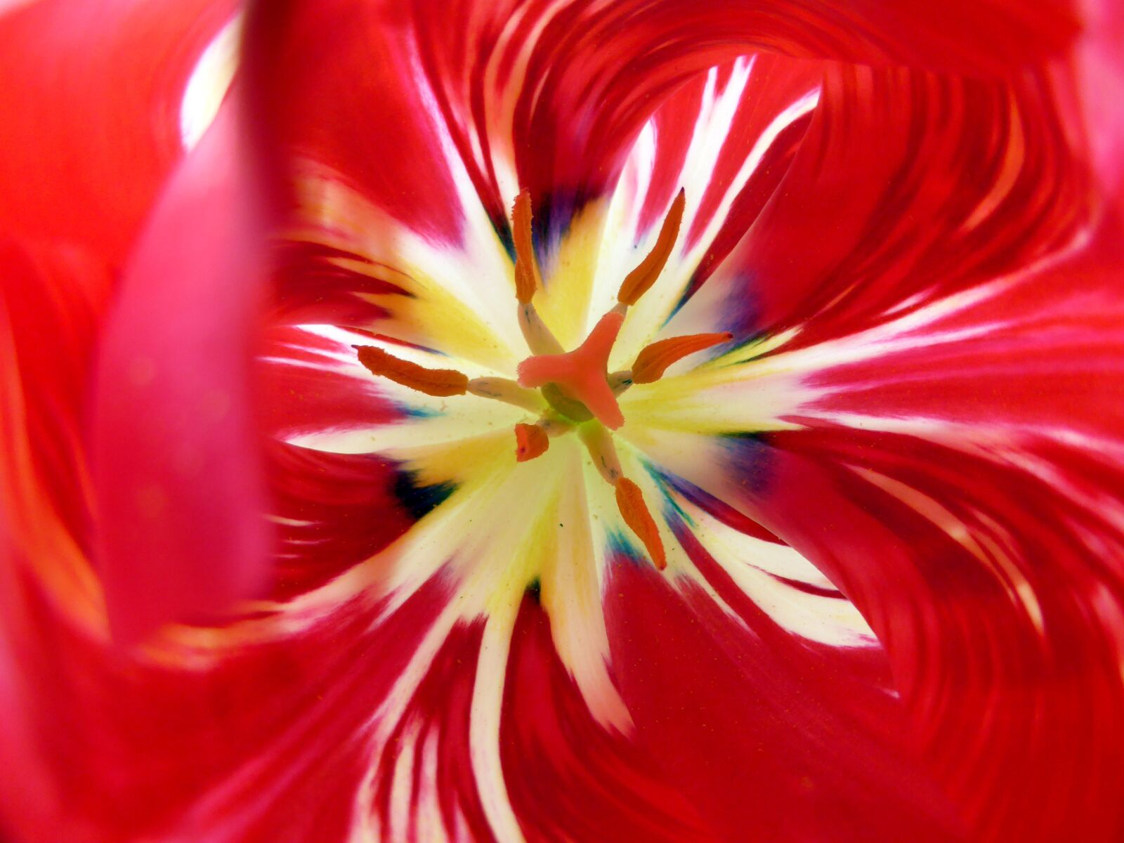 Panasonic Lumix DMC-ZS30 (Lumix DMC-TZ40) sample photo. Flower, red, yellow photography