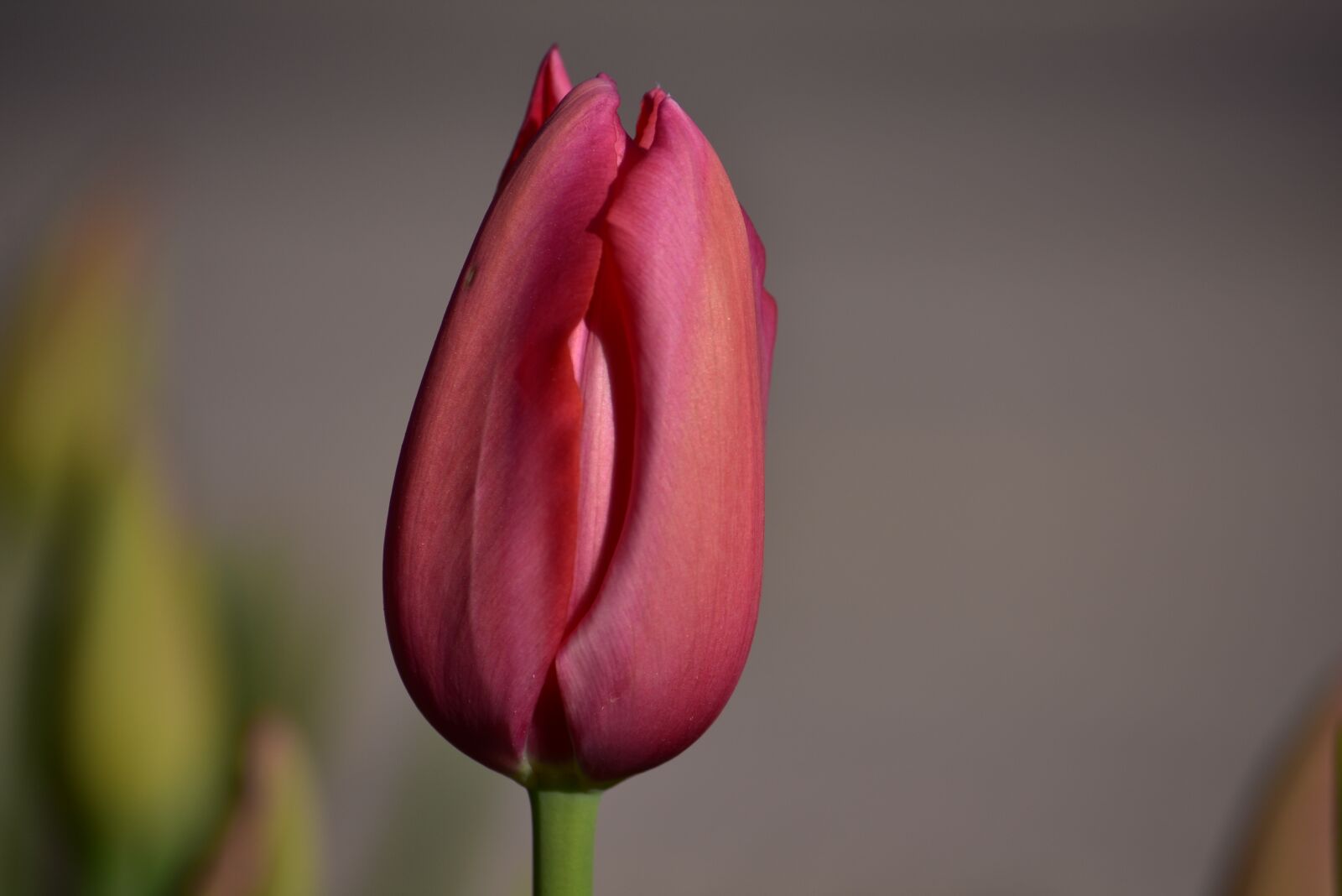 Nikon D7200 sample photo. Nature, flower, tulip photography