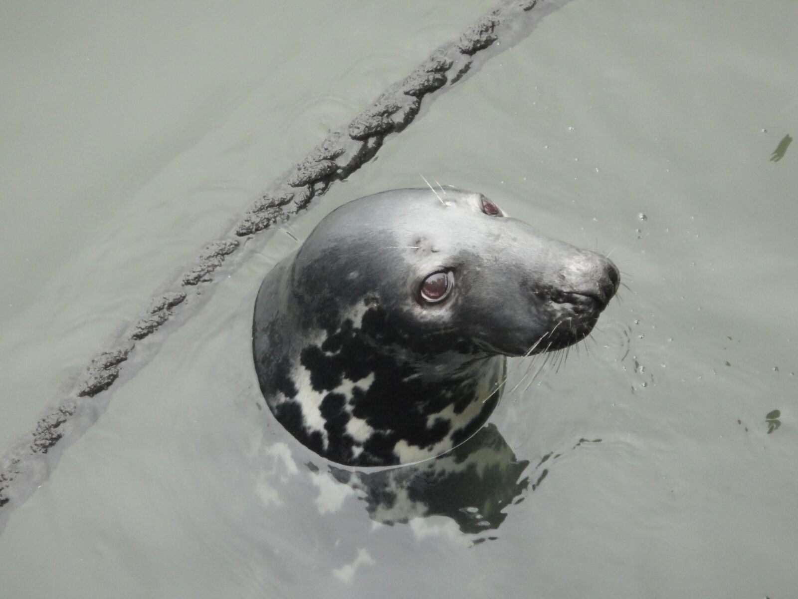 Sony DSC-TX7 sample photo. Seal, animal, marine life photography