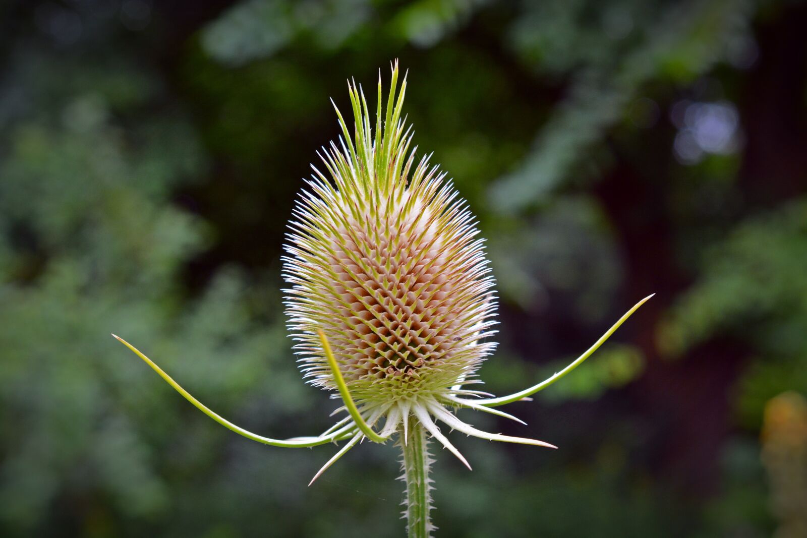 Nikon D5200 sample photo. Dipsacus fullonum, wild teasel photography