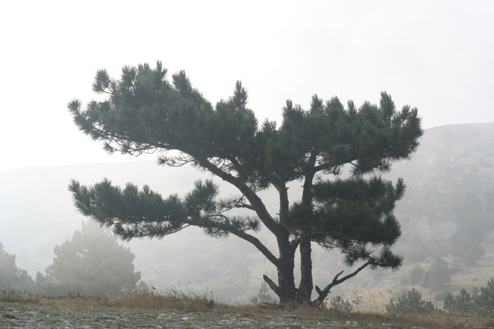 Canon EOS 350D (EOS Digital Rebel XT / EOS Kiss Digital N) sample photo. Pine, mountains, fog photography
