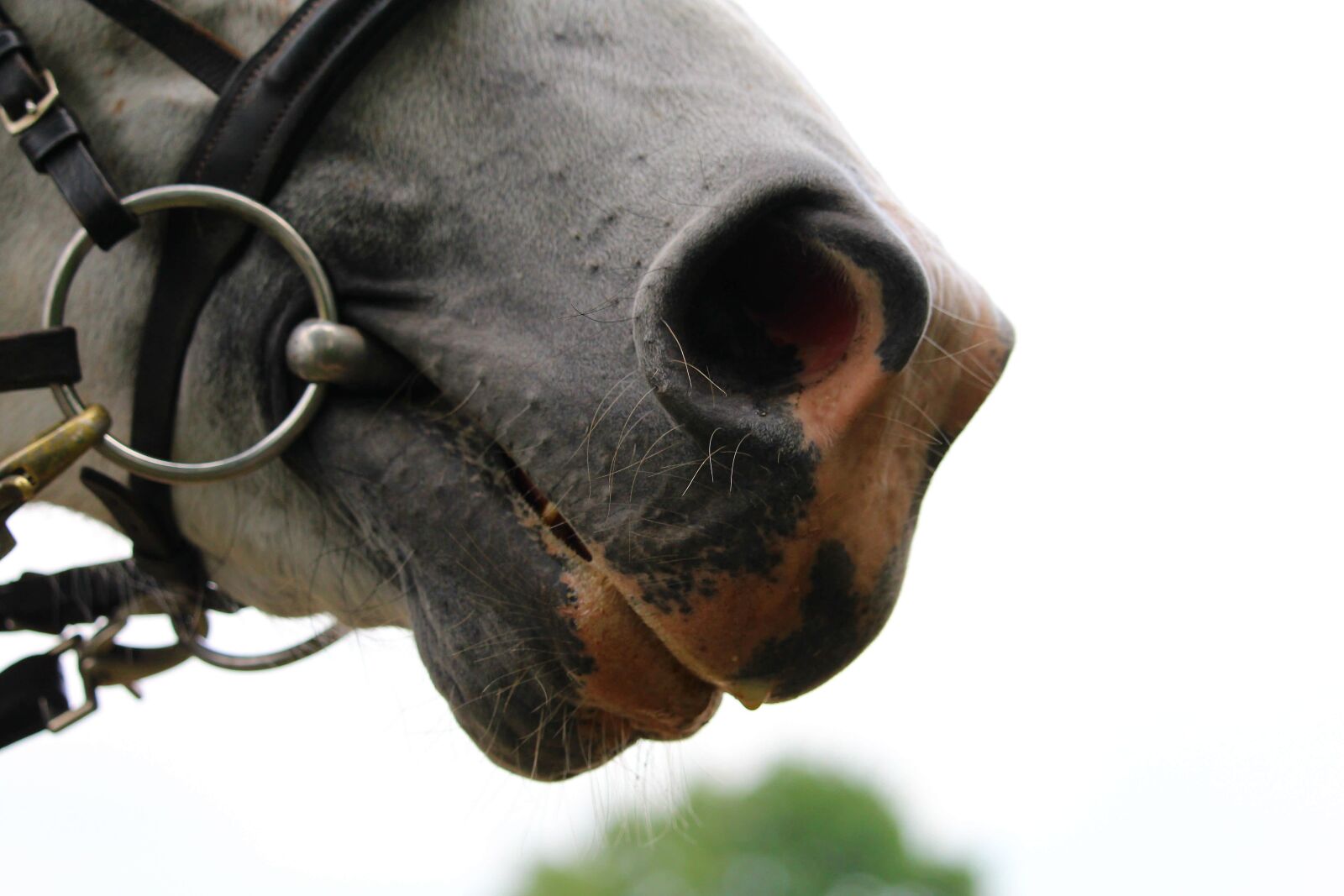 Canon EOS 1200D (EOS Rebel T5 / EOS Kiss X70 / EOS Hi) sample photo. Horse, nostrils, animal photography