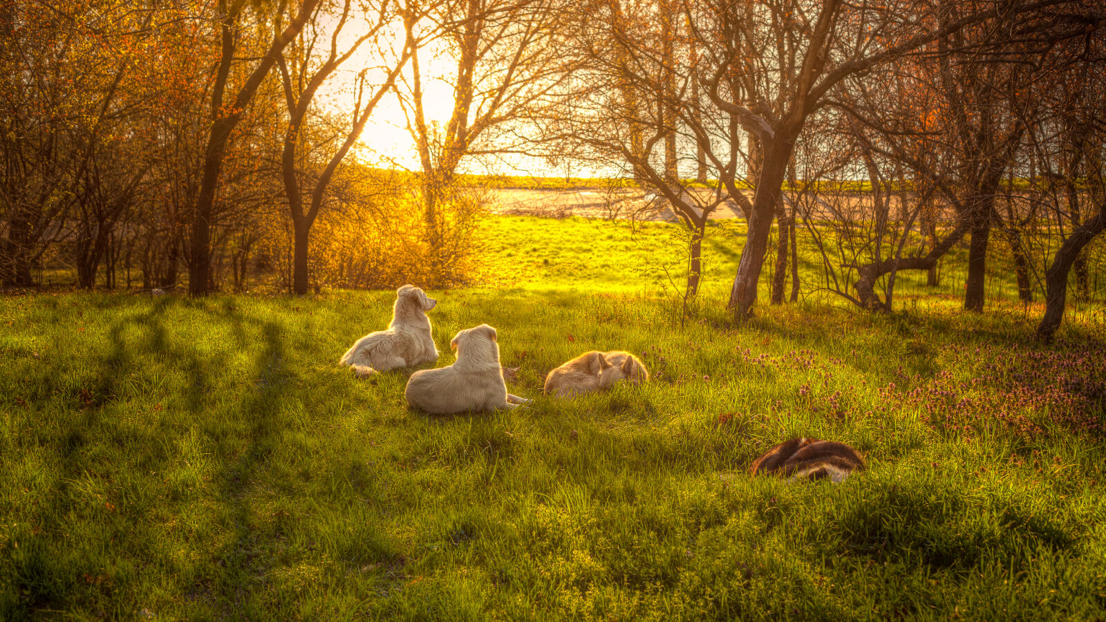 Canon EF 50mm F1.8 II sample photo. Animals, dawn, dogs, grass photography