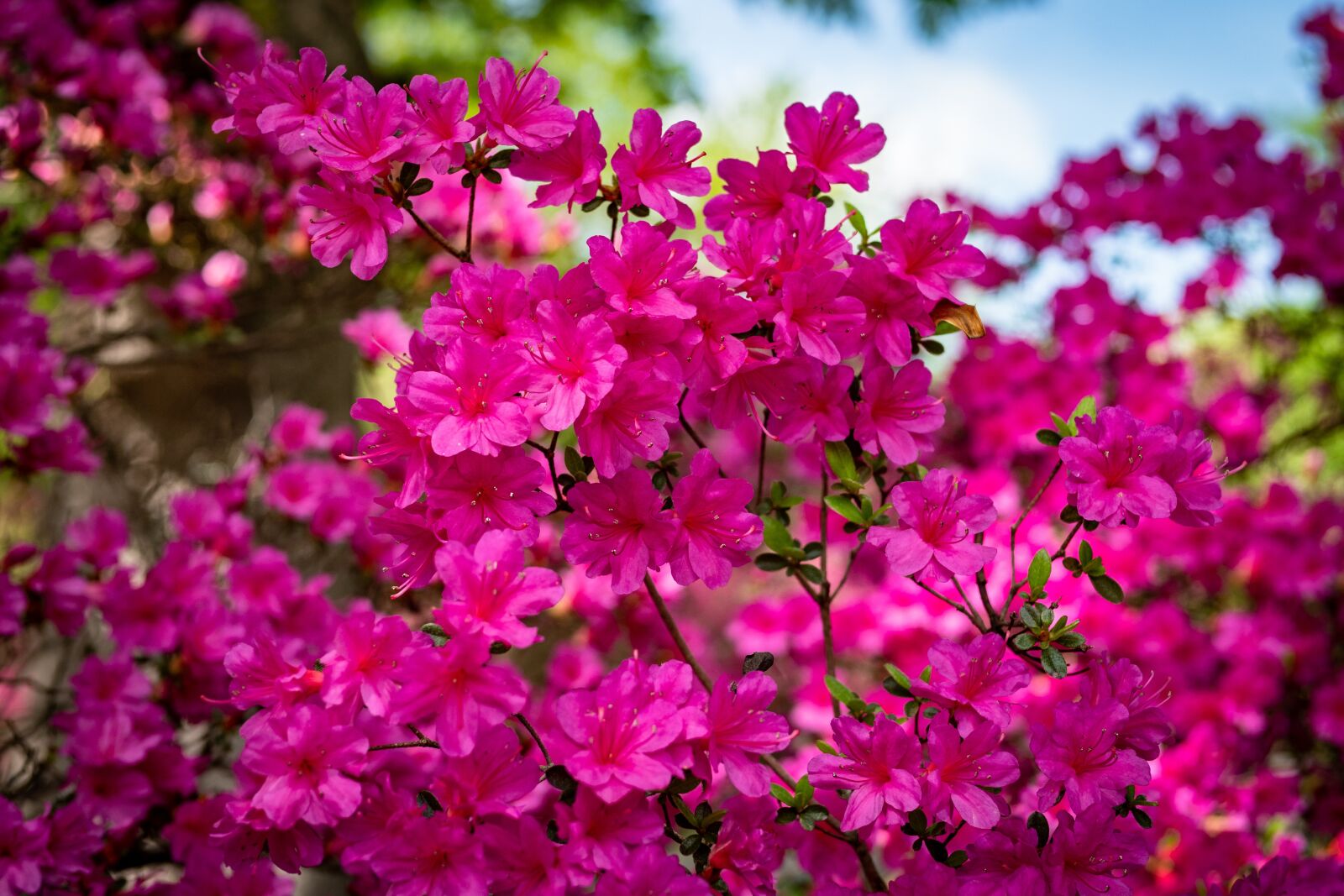 Panasonic Leica DG Summilux 25mm F1.4 II ASPH sample photo. Azalea, flower, garden photography