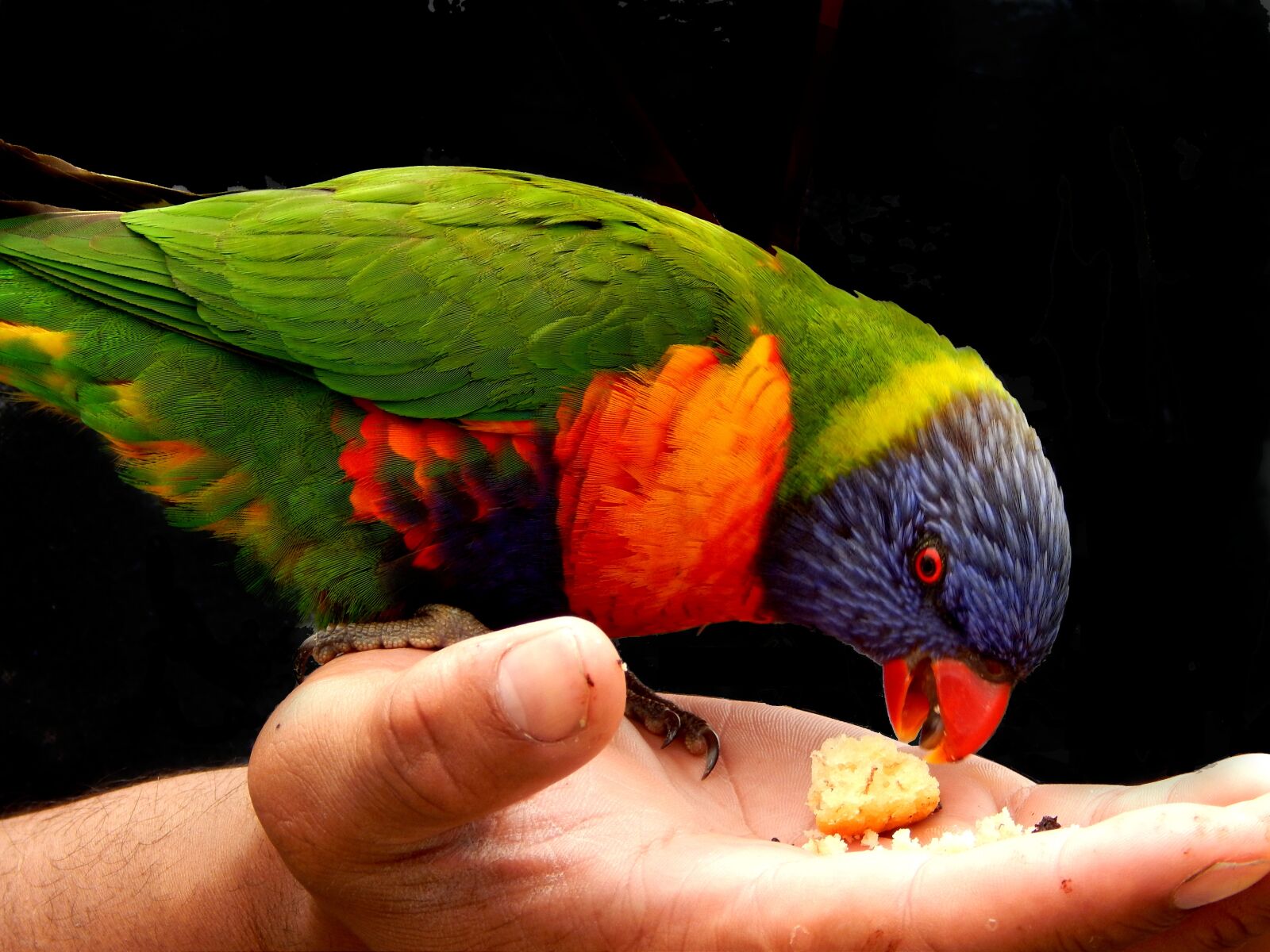 Nikon Coolpix L820 sample photo. Rainbow lorikeet, bird, hand photography