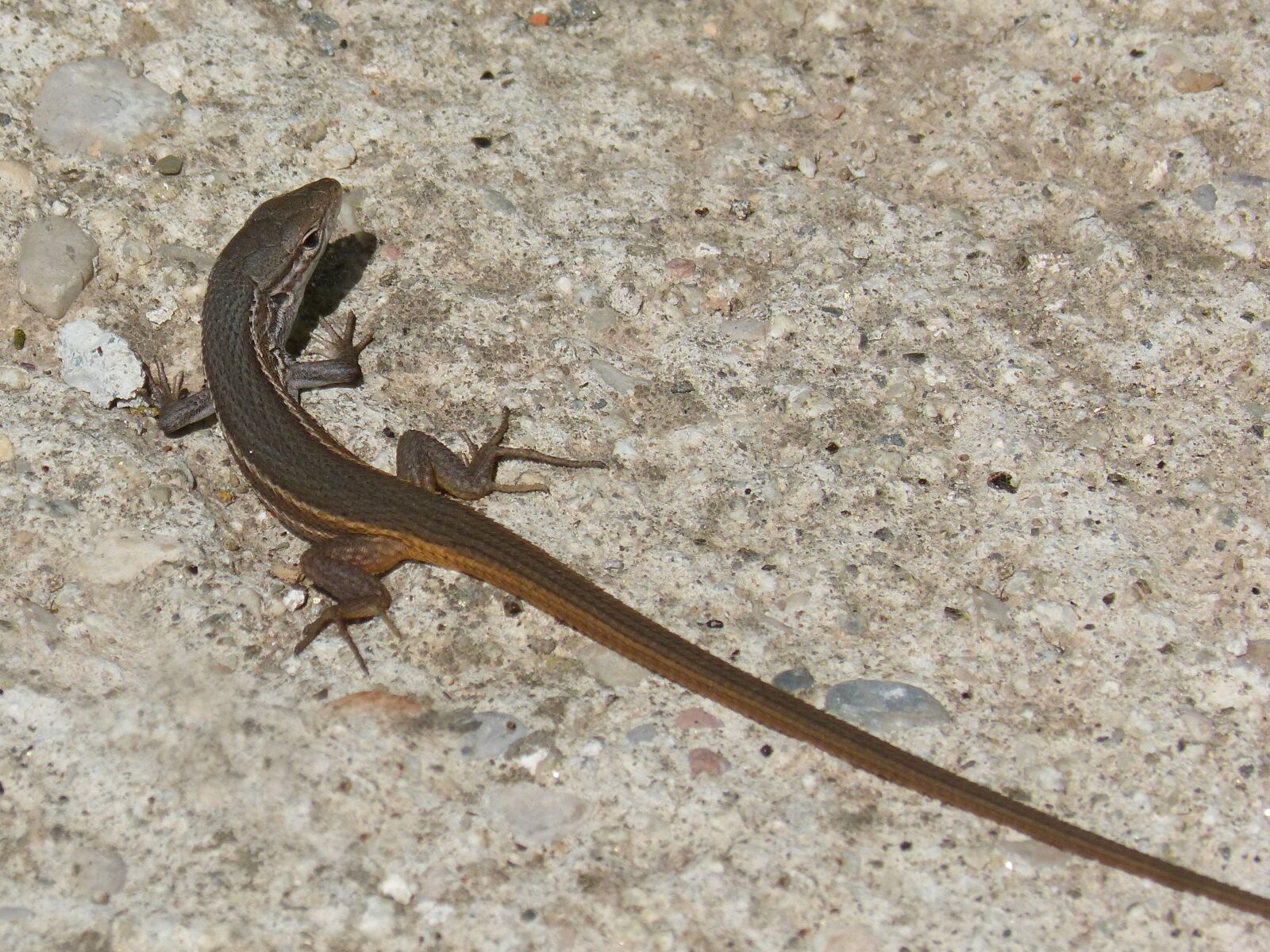 Panasonic DMC-FZ62 sample photo. Nature, lizard, sargantana photography