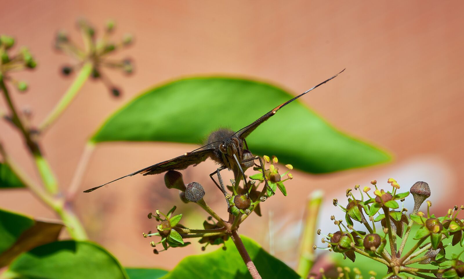 Nikon D7200 sample photo. Insects, butterflies, nature photography