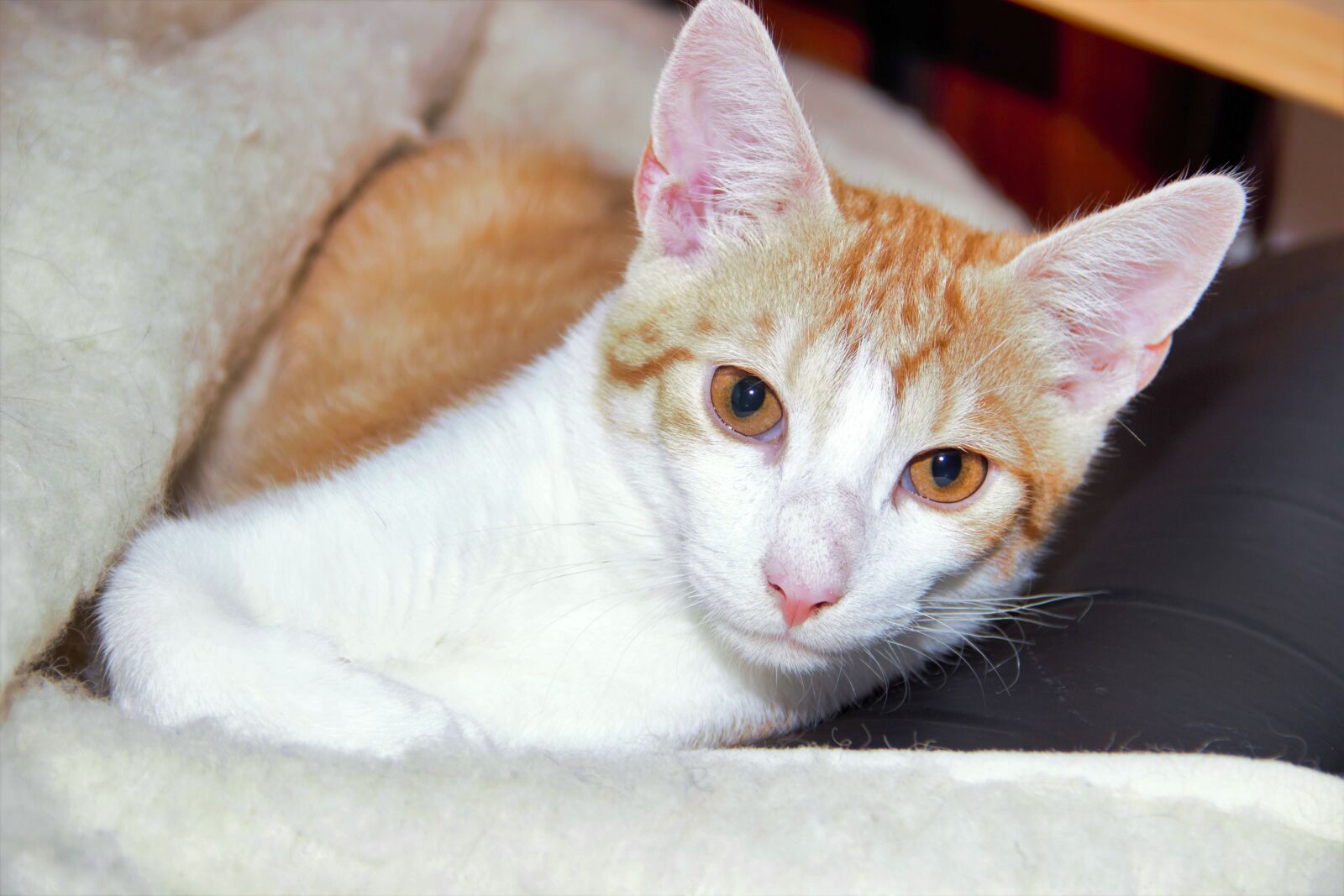 Canon EOS 600D (Rebel EOS T3i / EOS Kiss X5) sample photo. Cat, domestic cat, pet photography