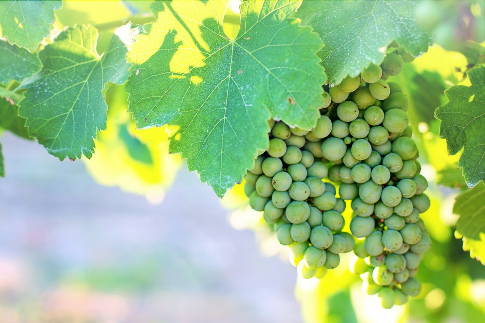 Canon EF 50mm F1.4 USM sample photo. Grapes, unripe, unripened photography