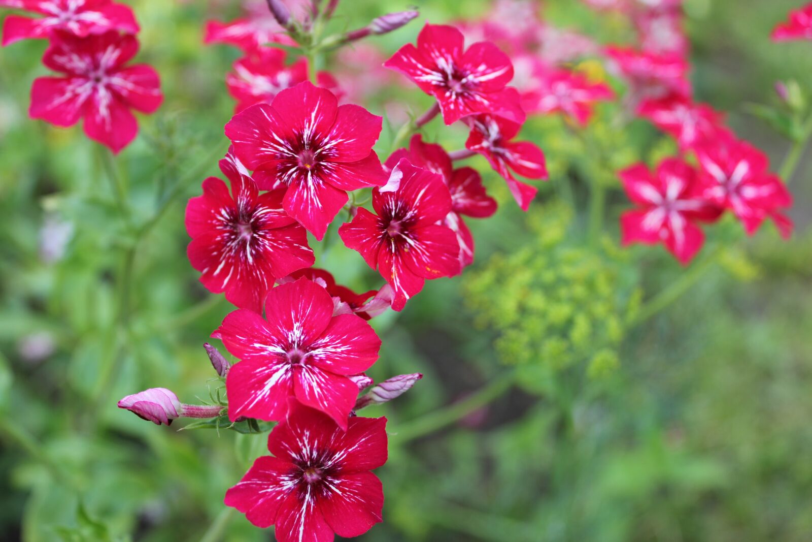 Canon EOS 550D (EOS Rebel T2i / EOS Kiss X4) sample photo. Flowers, summer, flower garden photography