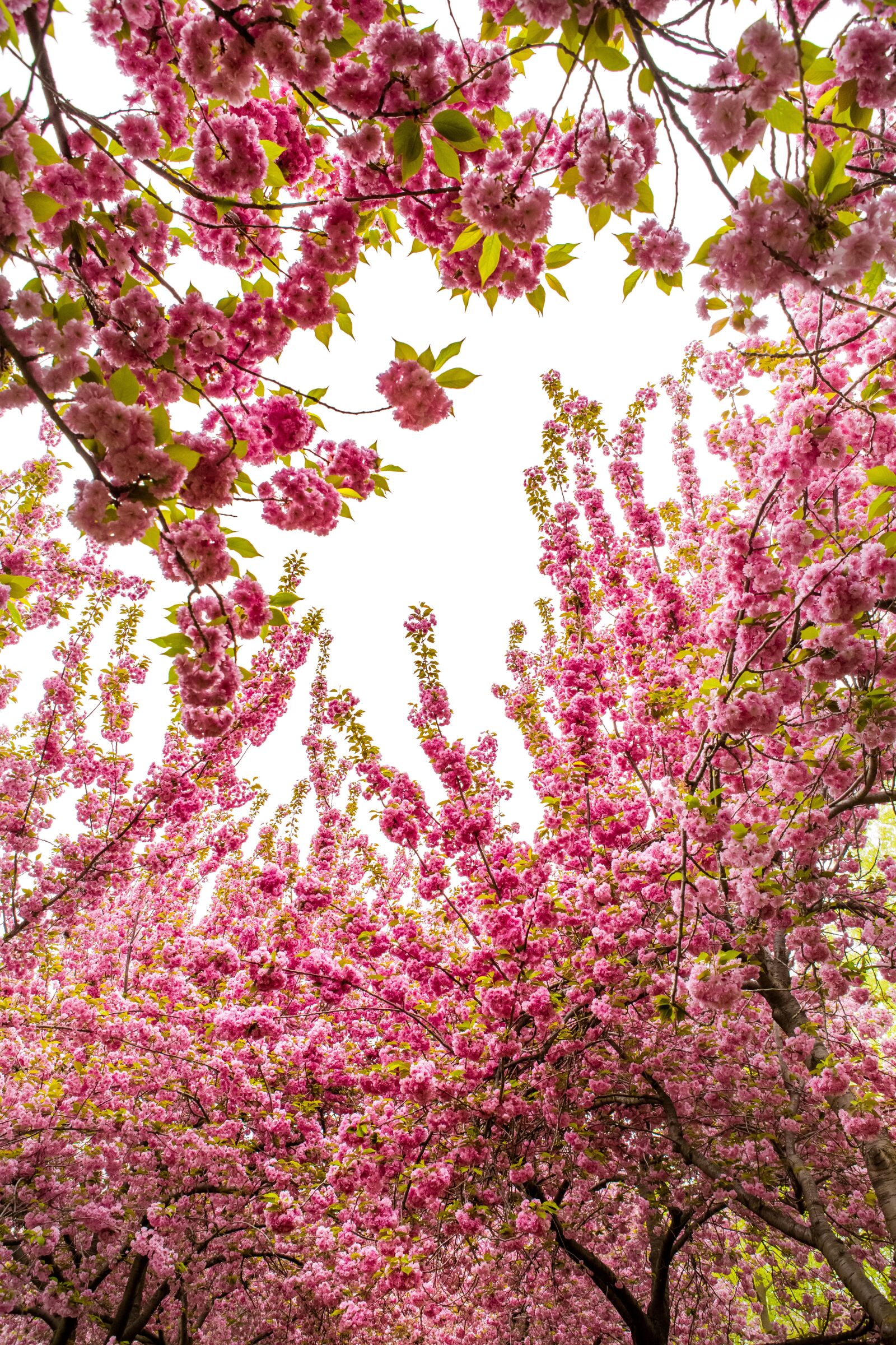 Canon EF 24-70mm F2.8L USM sample photo. Tree, flower, season photography