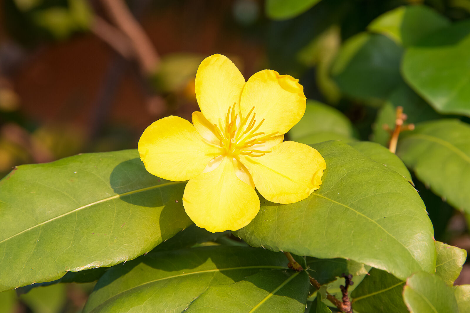 Canon EOS 70D sample photo. Flower, micky, mouse, nature photography