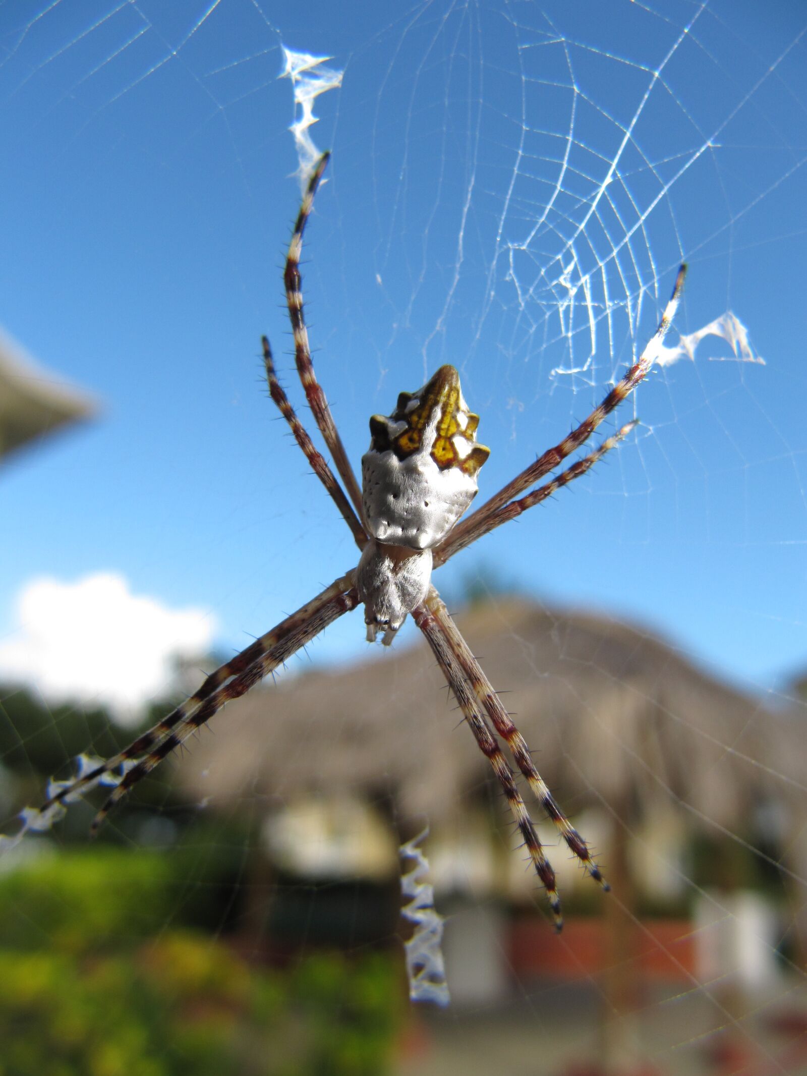 Canon PowerShot SX200 IS sample photo. Argiope, argentata, spider photography