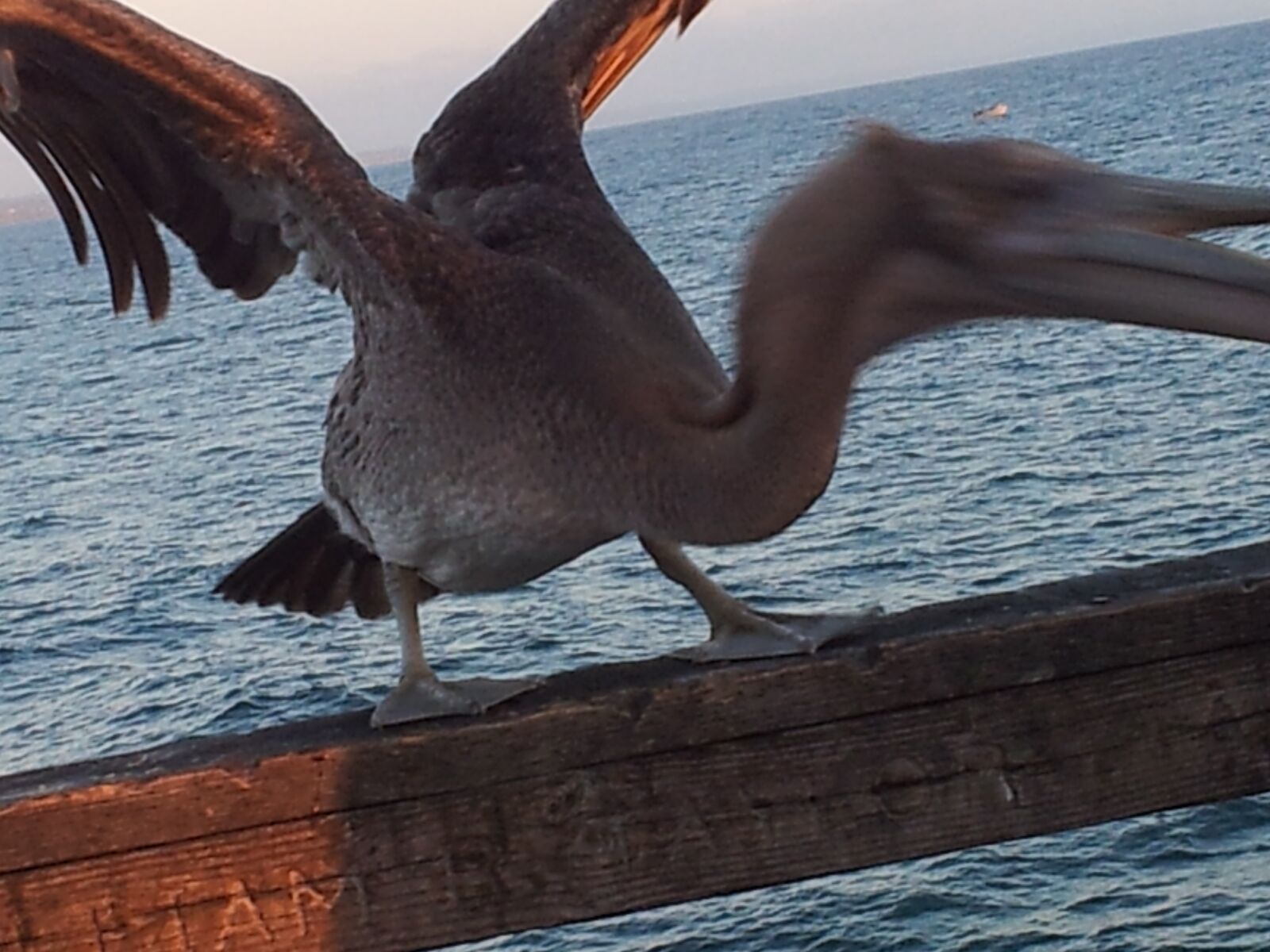 Samsung Galaxy S2 sample photo. Pelican, california, oceanside photography