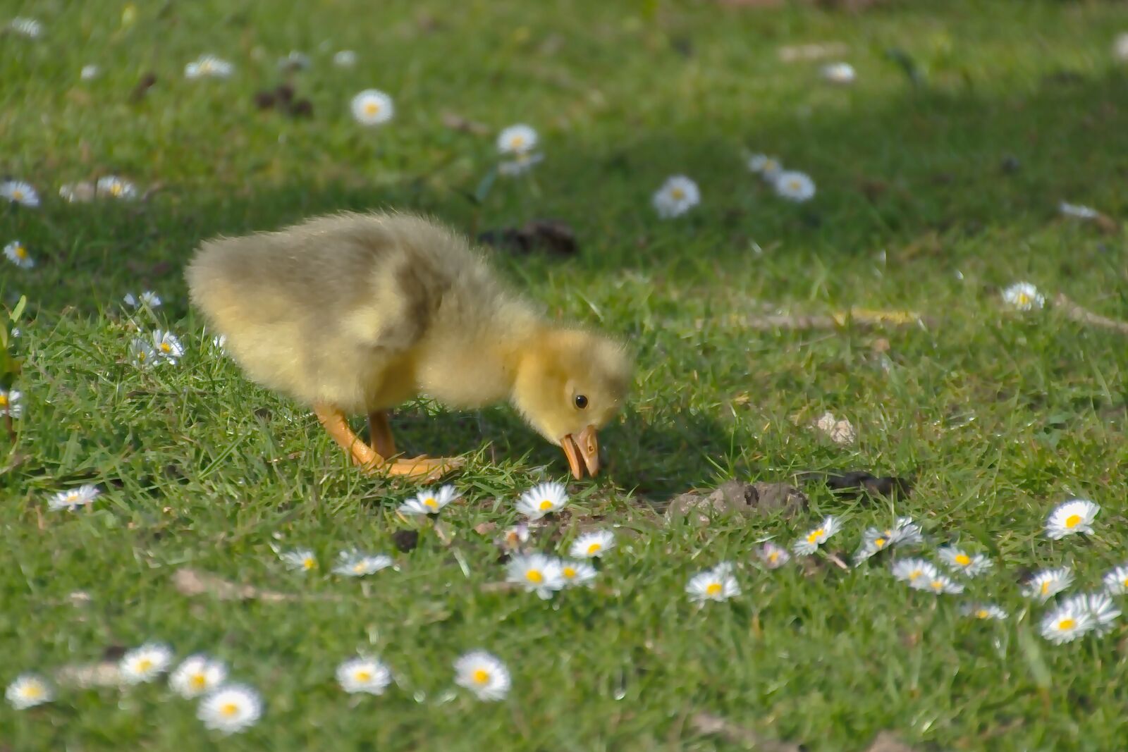 Nikon D5600 sample photo. Chicks, goslings, goose photography