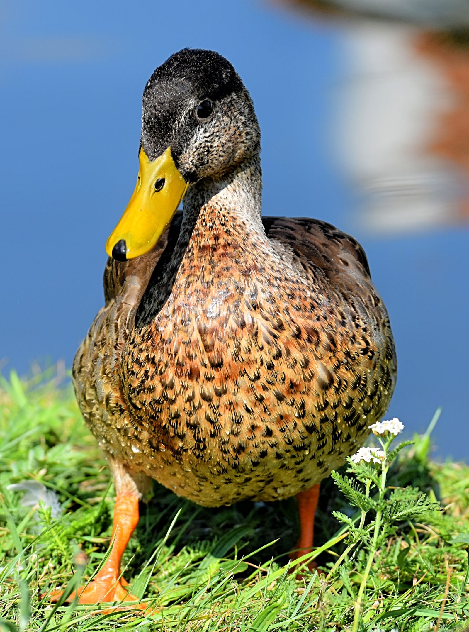 Nikon D7200 sample photo. Mallard, duck, bird photography