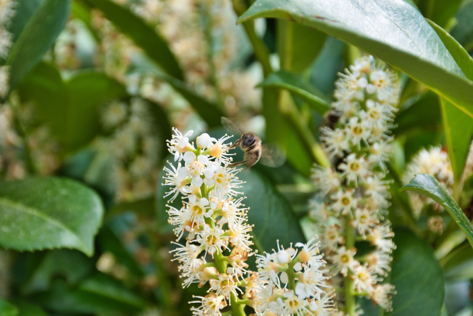 Nikon D5600 sample photo. Bee, flower, blossom photography
