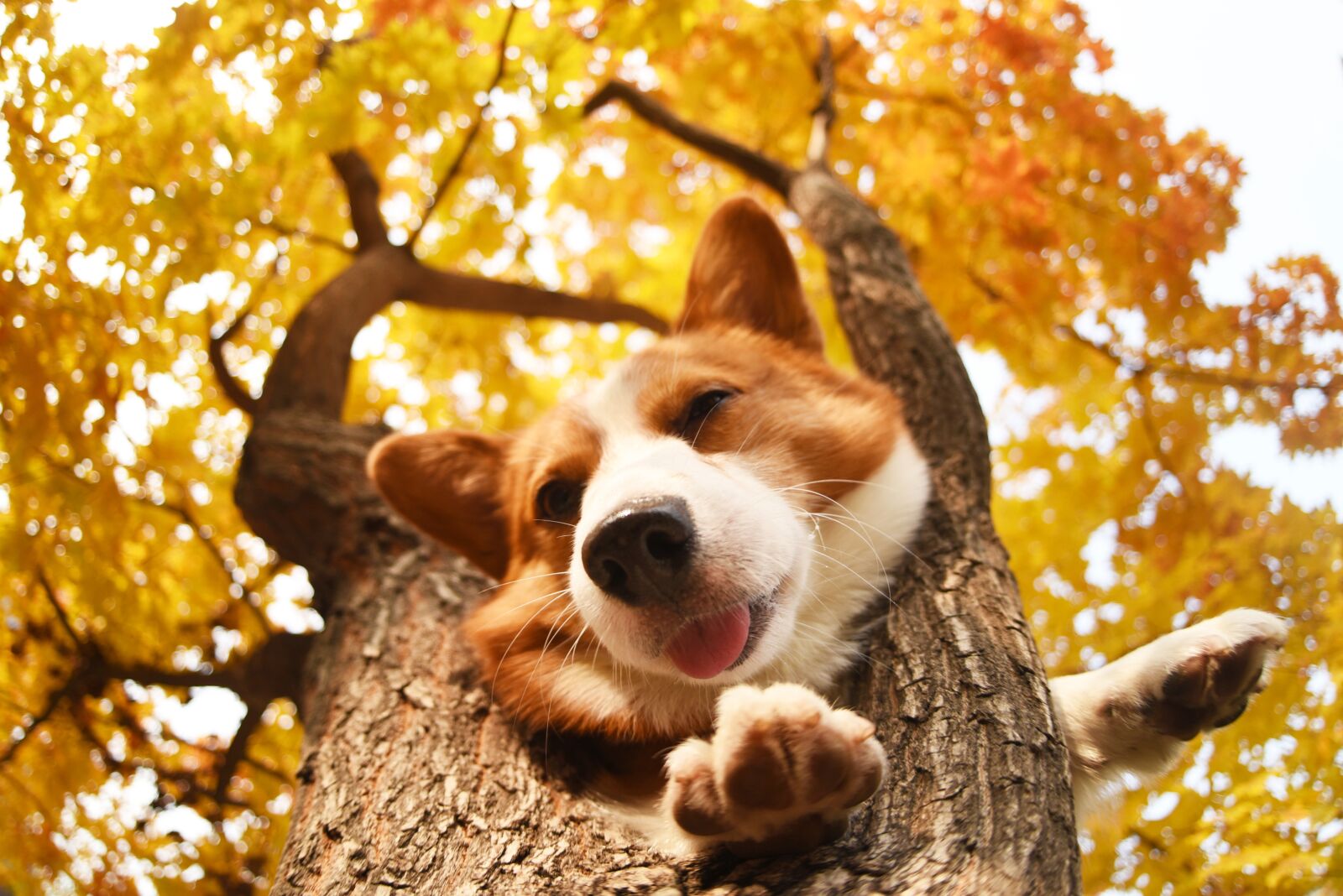 Nikon D750 sample photo. Pets, dog photography