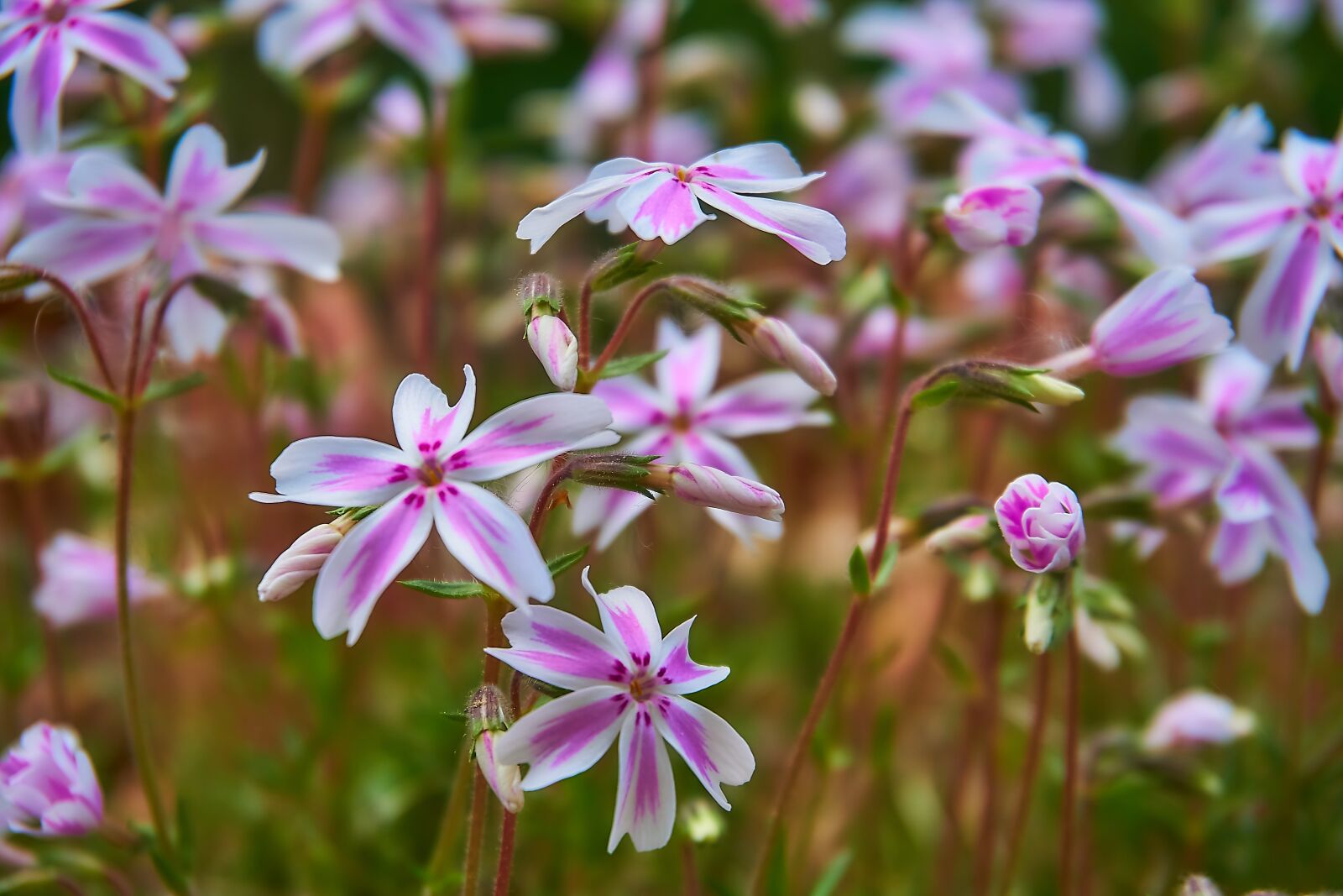 Sony a6000 sample photo. Phlox, phlox subulata, tamaongalie photography