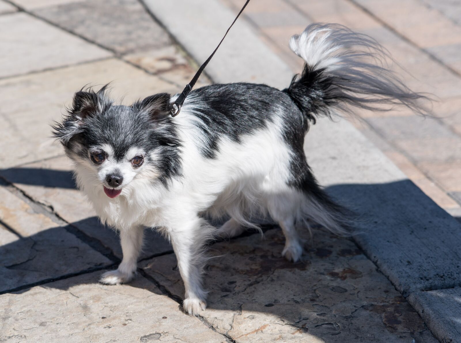 Sony a7R II + Sony FE 24-240mm F3.5-6.3 OSS sample photo. Long haired chihuahua, dog photography