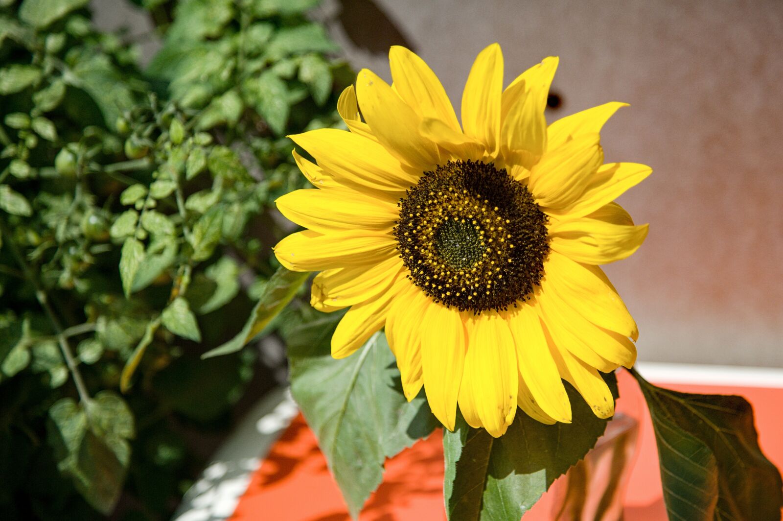 Nikon D700 sample photo. Sunflower, nature, yellow photography