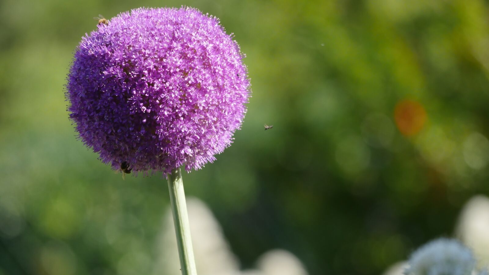 Panasonic Lumix DMC-GH4 sample photo. Flower, garden, park photography