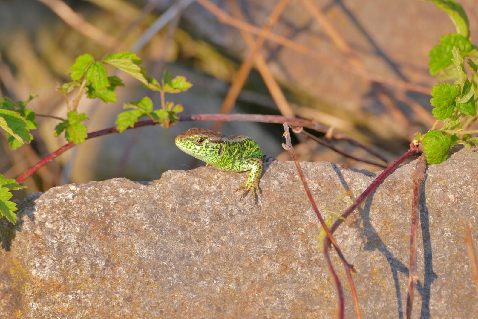 Panasonic Lumix DMC-FZ1000 sample photo. The lizard, reptile, rock photography