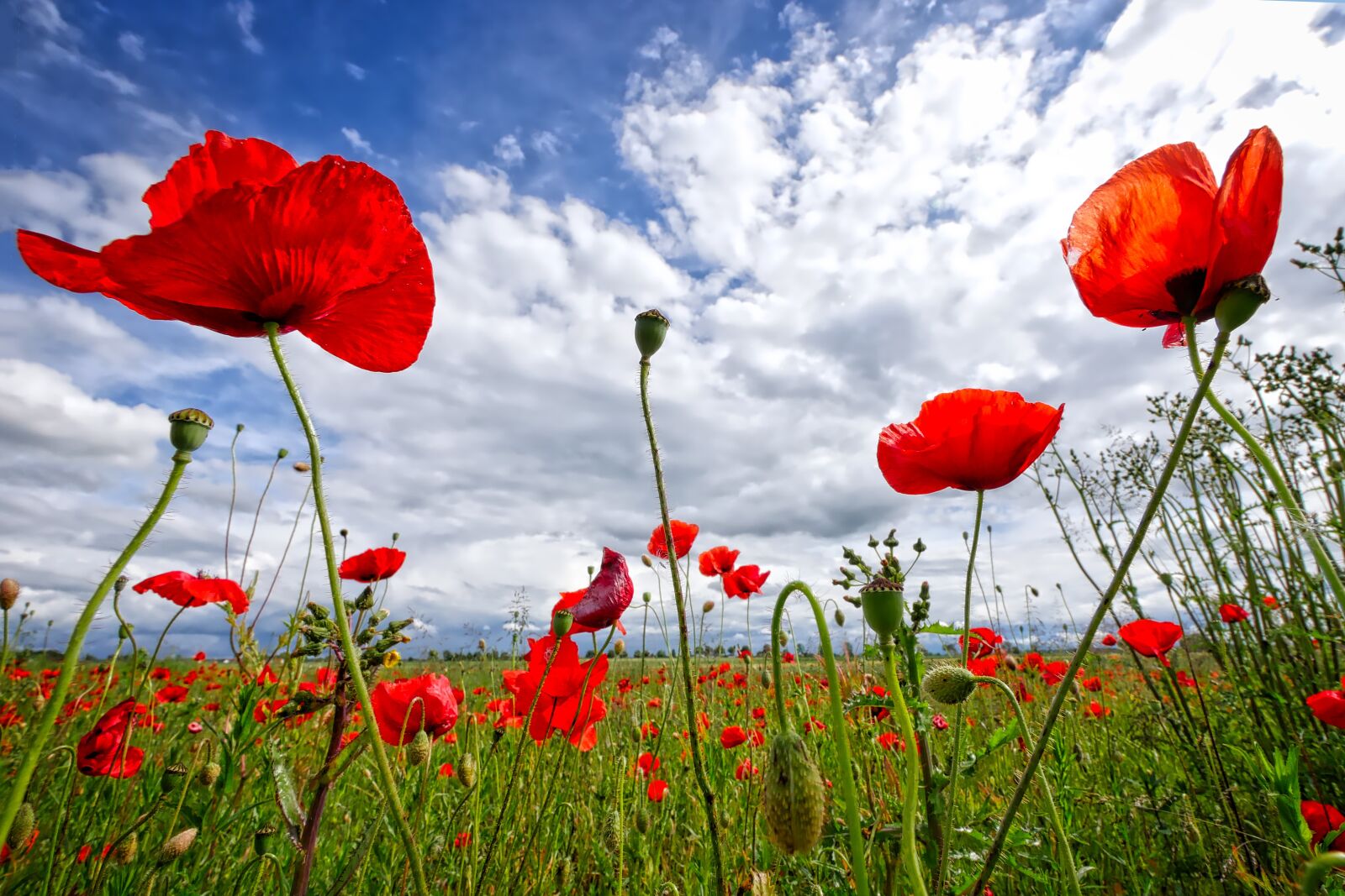 Panasonic Lumix DMC-GX8 sample photo. Poppy, sky, flower photography