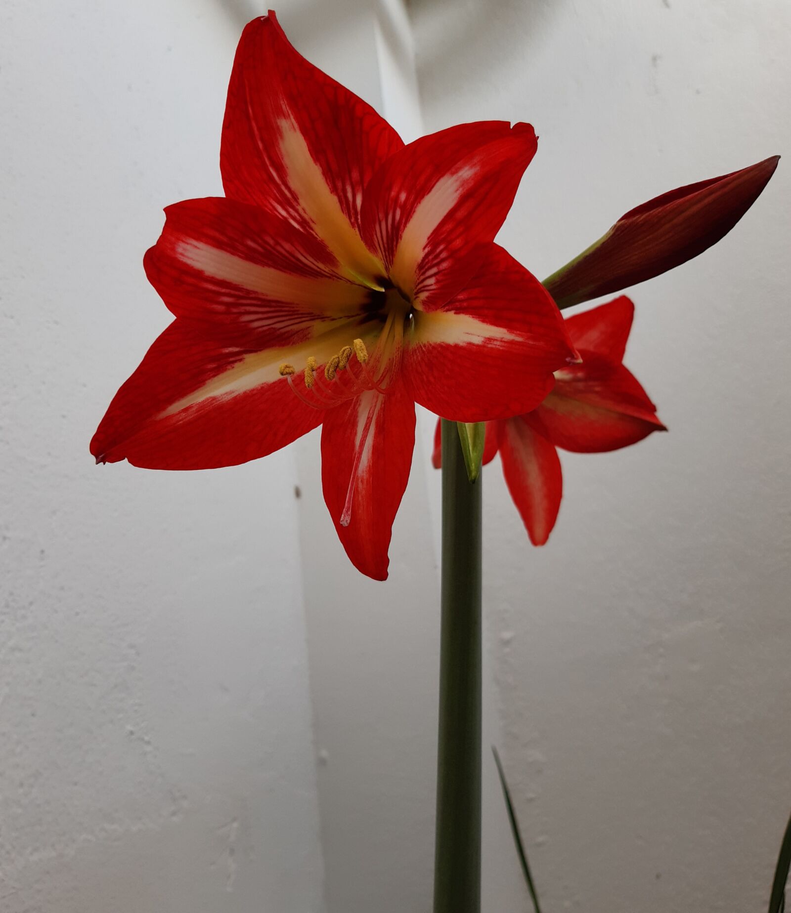 Samsung Galaxy A30 sample photo. Flowers, lily, red lily photography
