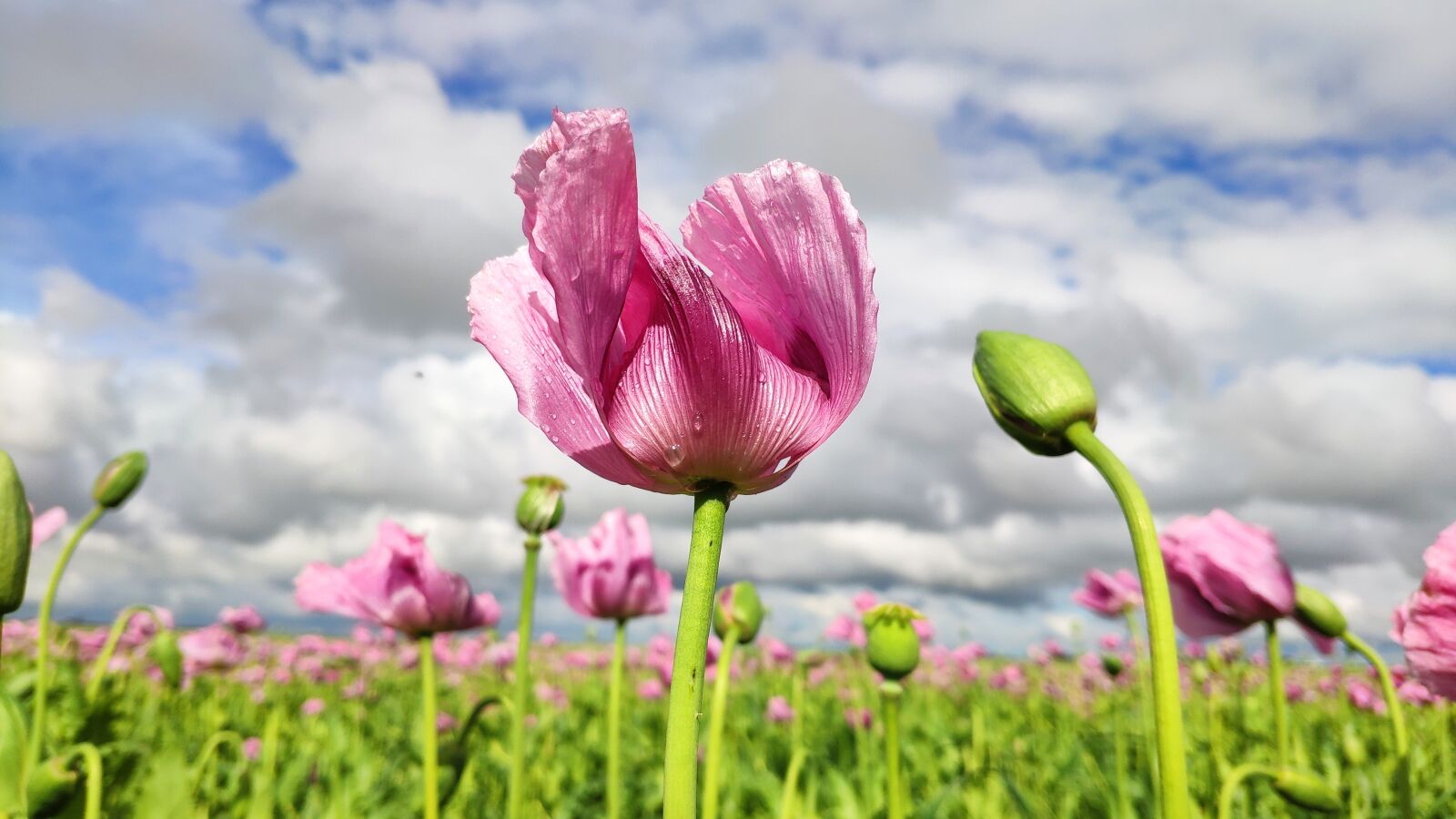Xiaomi Mi MIX 2S sample photo. Flower, poppy, sky photography
