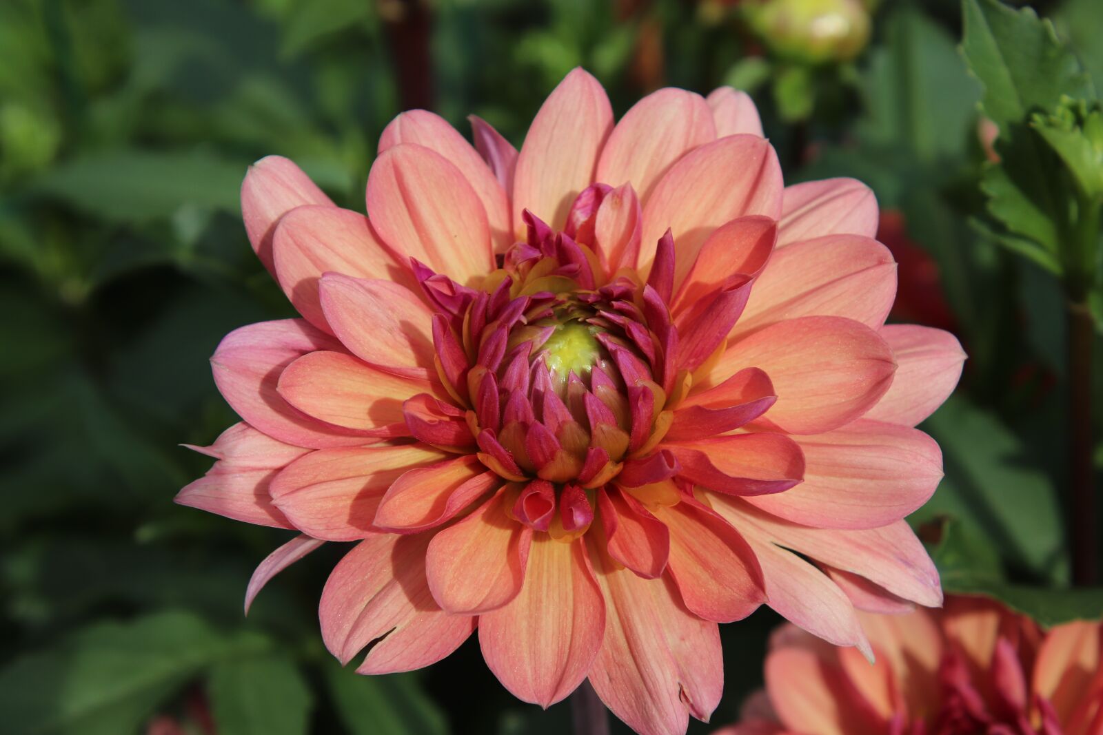 Canon EOS 800D (EOS Rebel T7i / EOS Kiss X9i) sample photo. Dahlia, flower, color pink-salmon photography