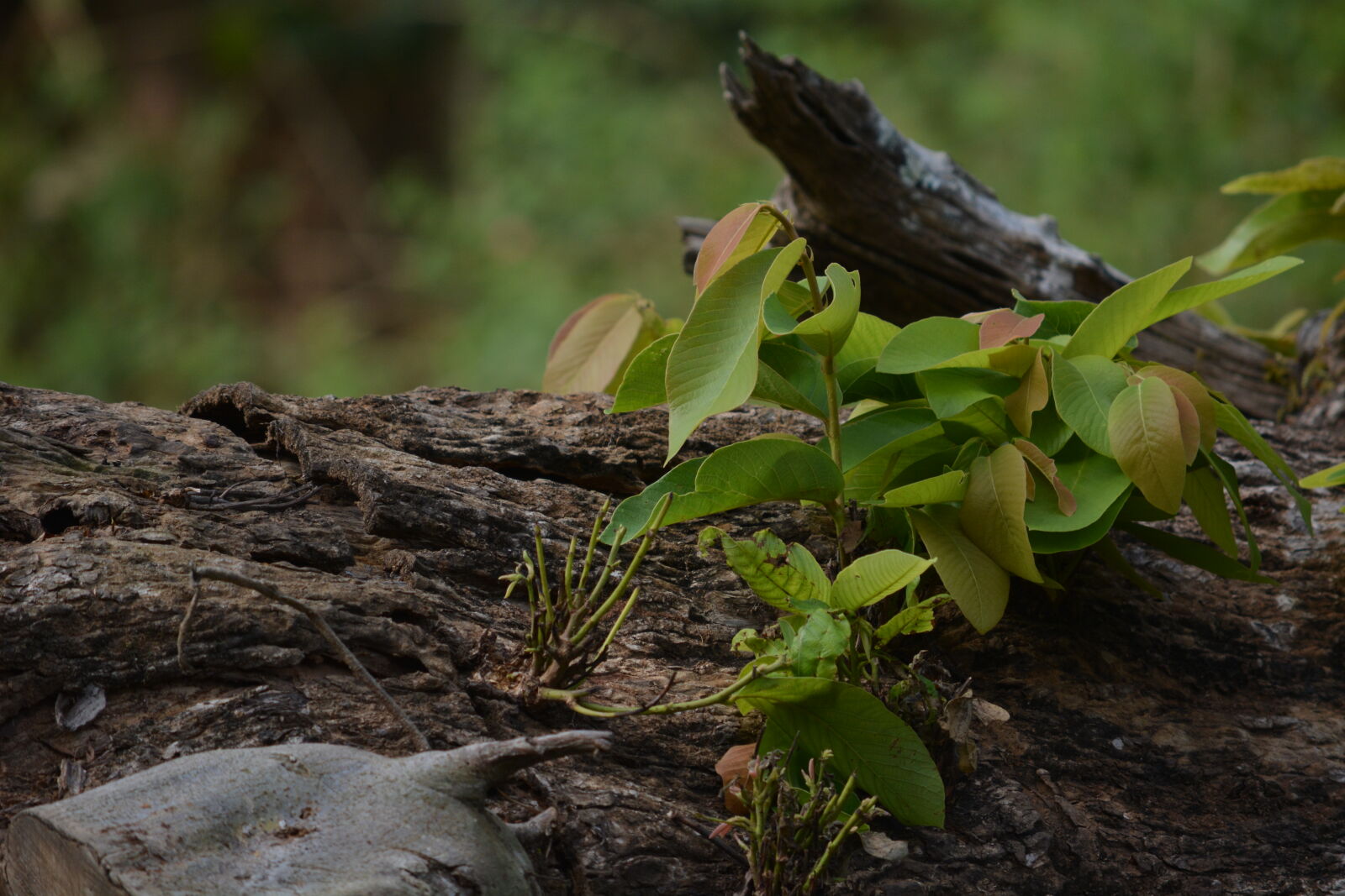 Nikon D5200 sample photo. Forest, landscape, leaves, tree photography