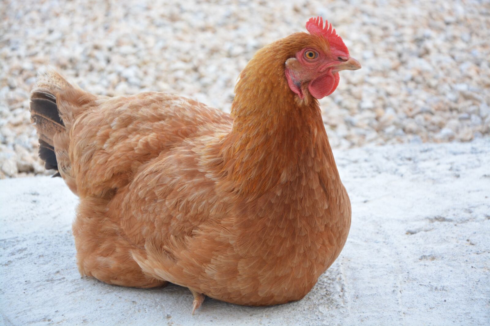 Nikon D5200 sample photo. Hen lying down, laying photography